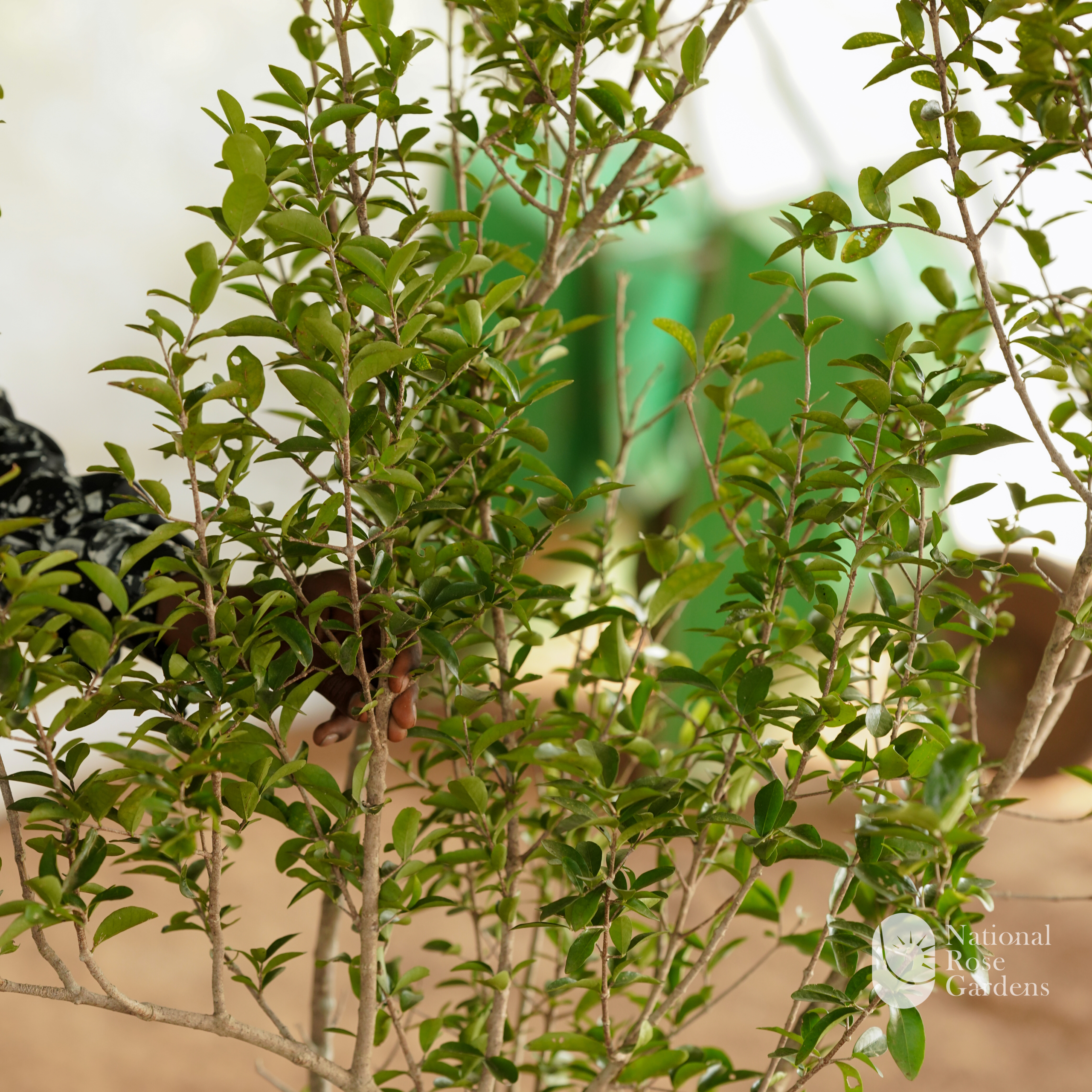 West Indian Cherry (Malpighia emarginata)