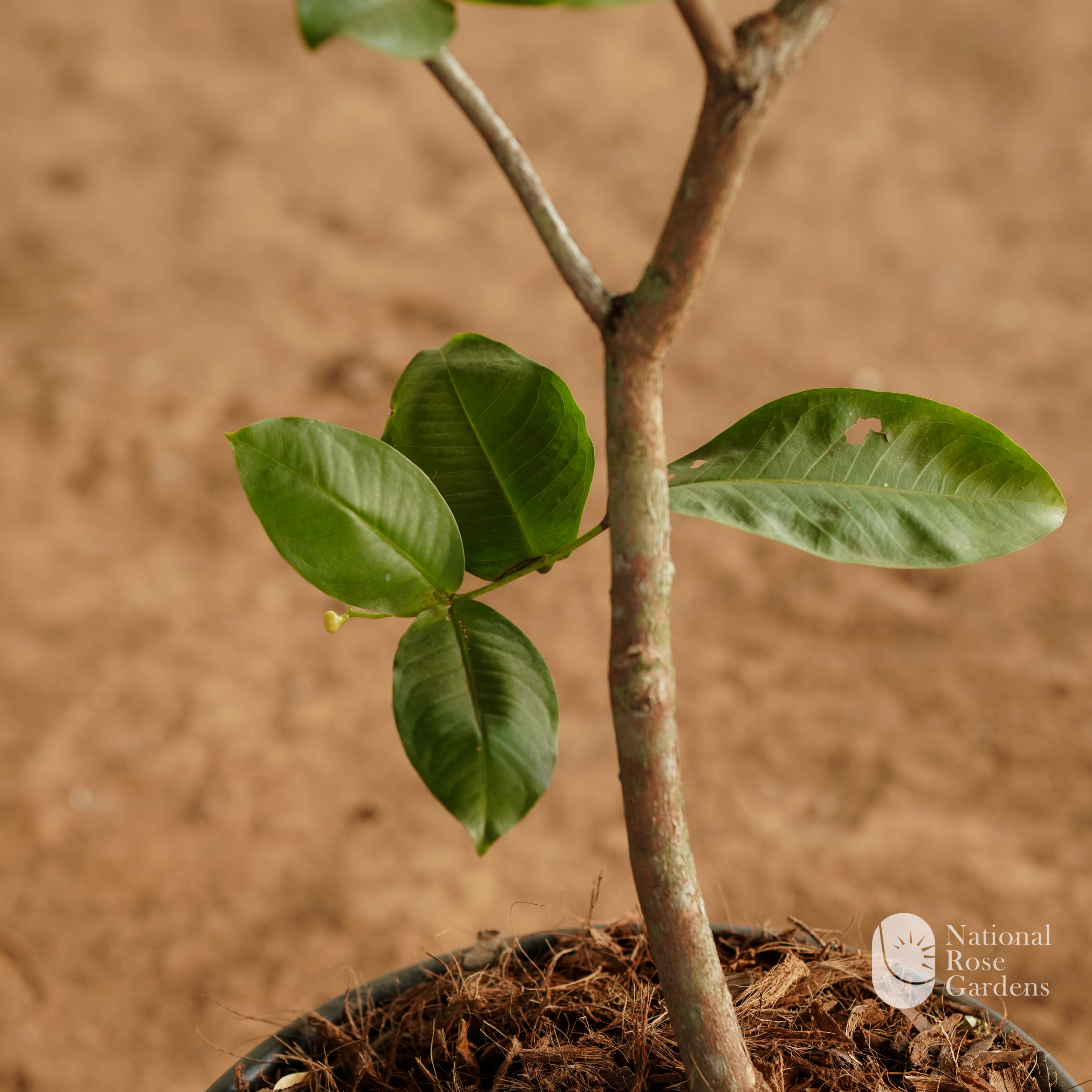 King Kong (Dimocarpus longan)