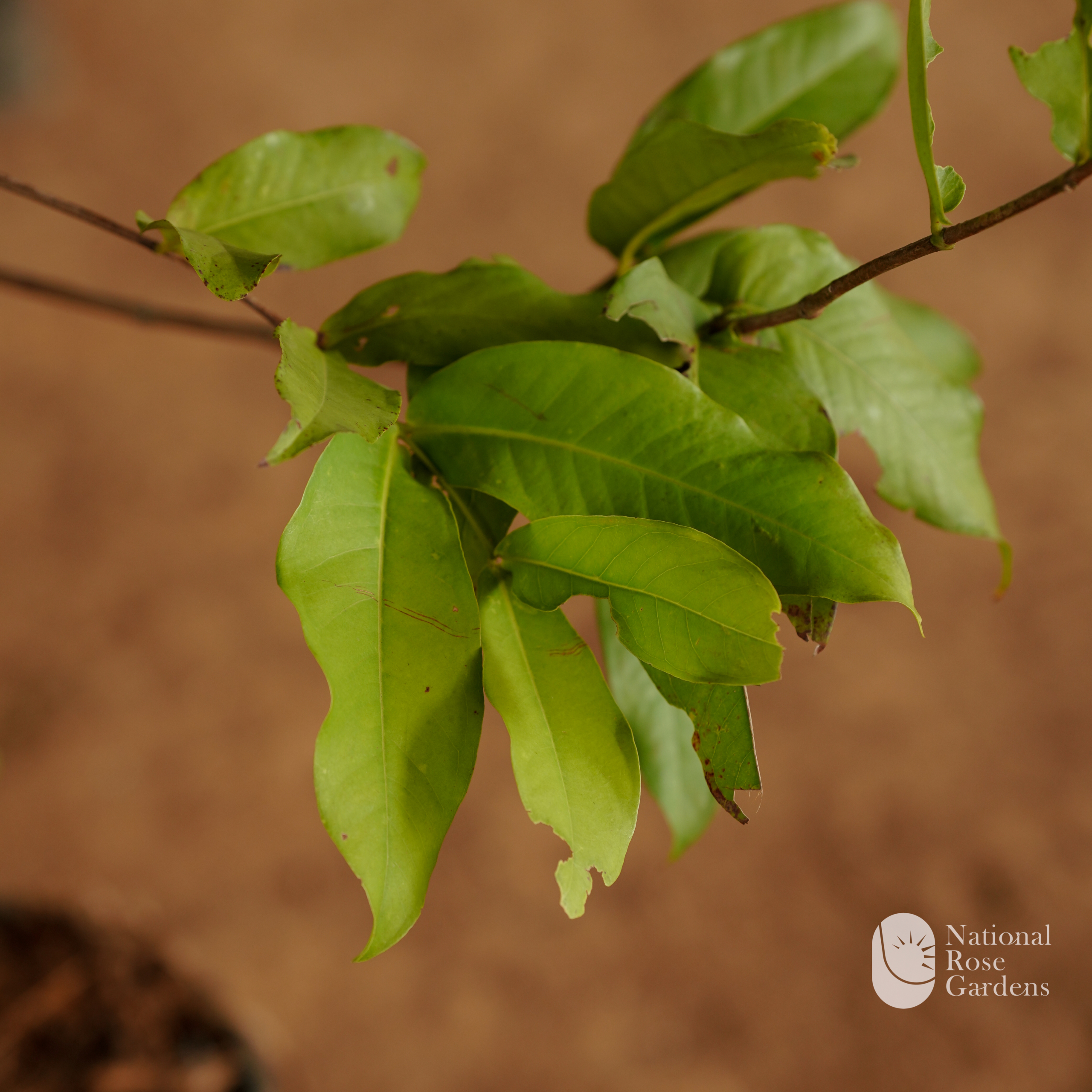 Dalhari Chamba (Mangifera indica)