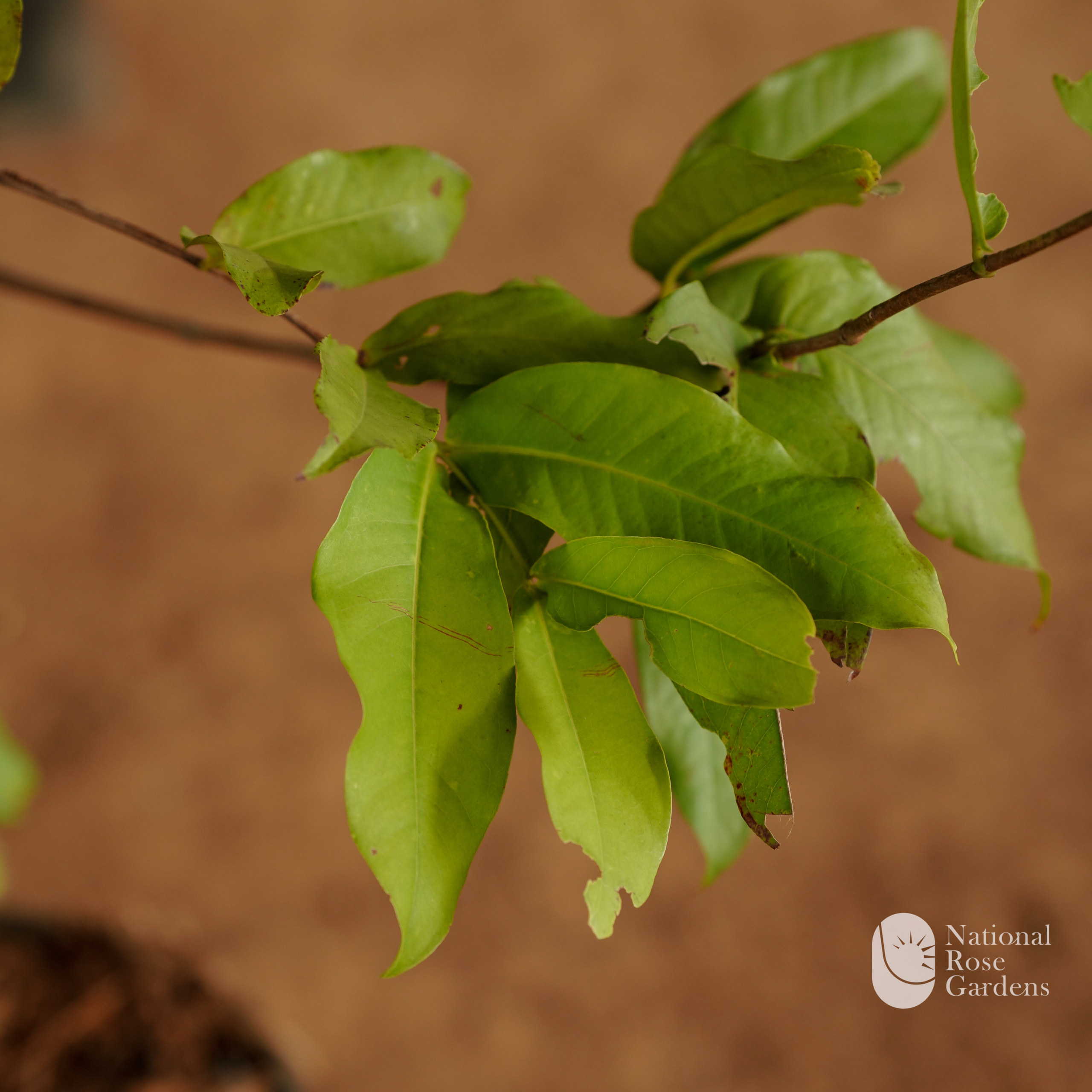 Dalhari Chamba (Mangifera indica)