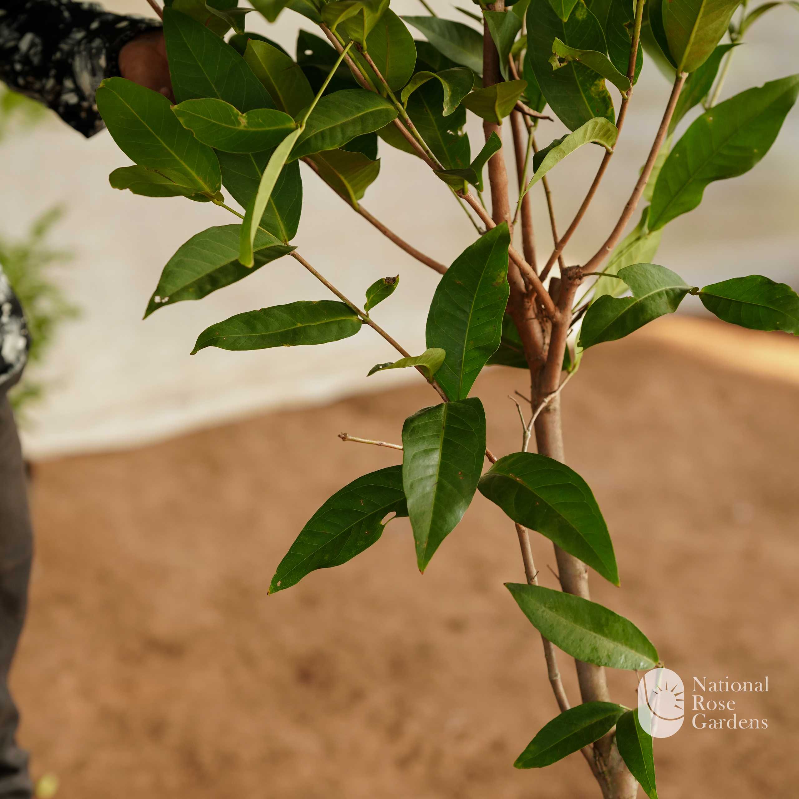 Thai King Chamba (Mangifera indica)