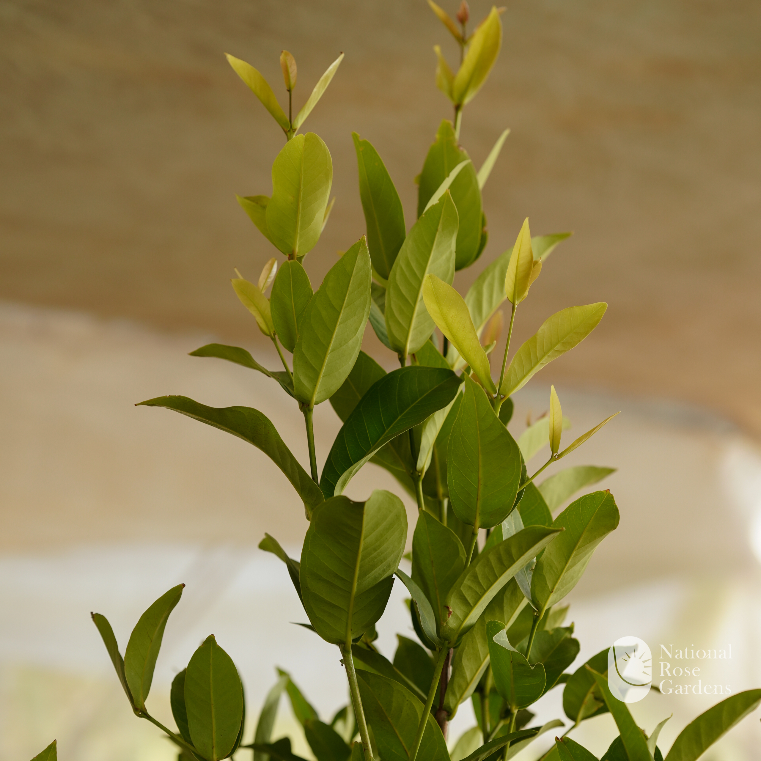Thai King Chamba (Mangifera indica)