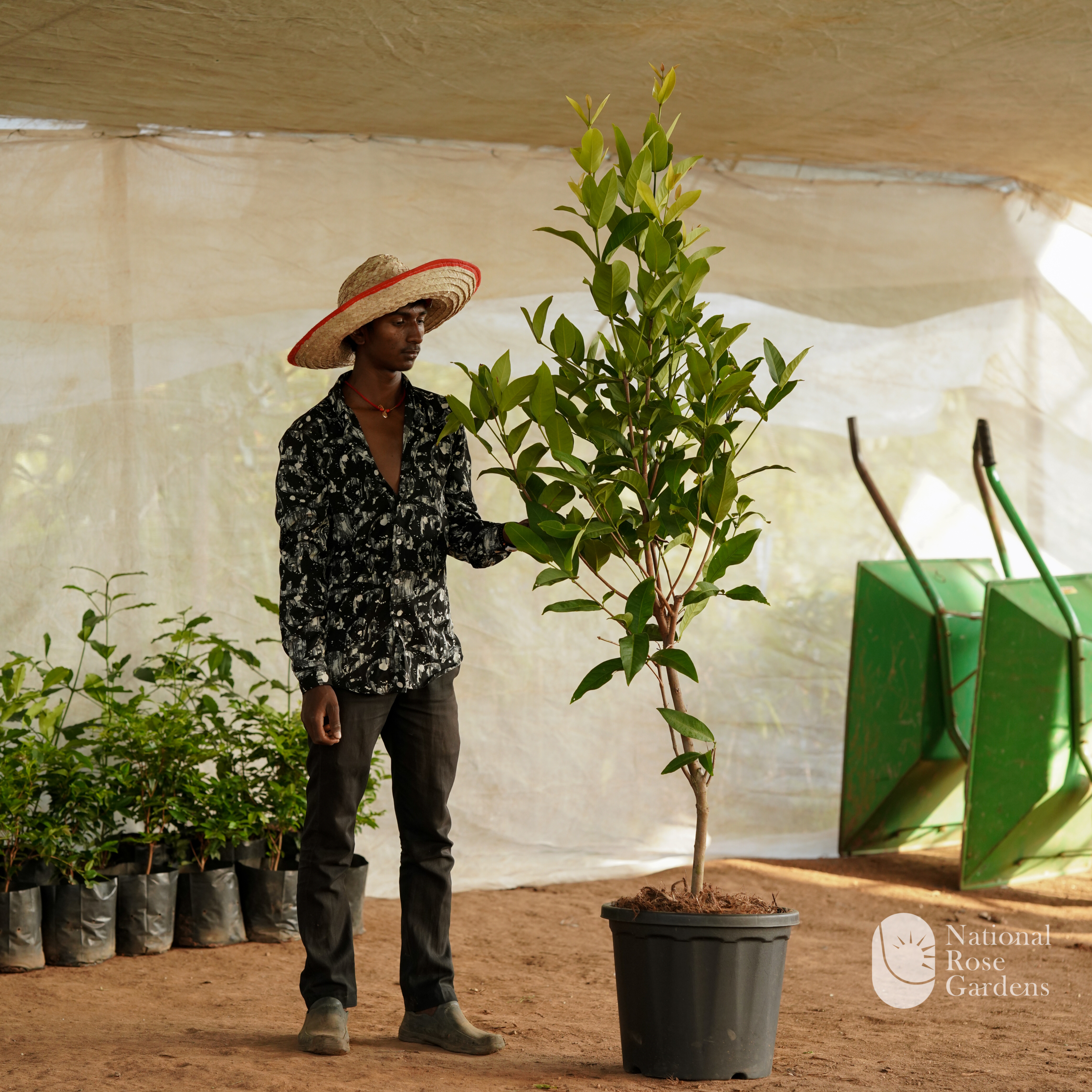 Thai King Chamba (Mangifera indica)