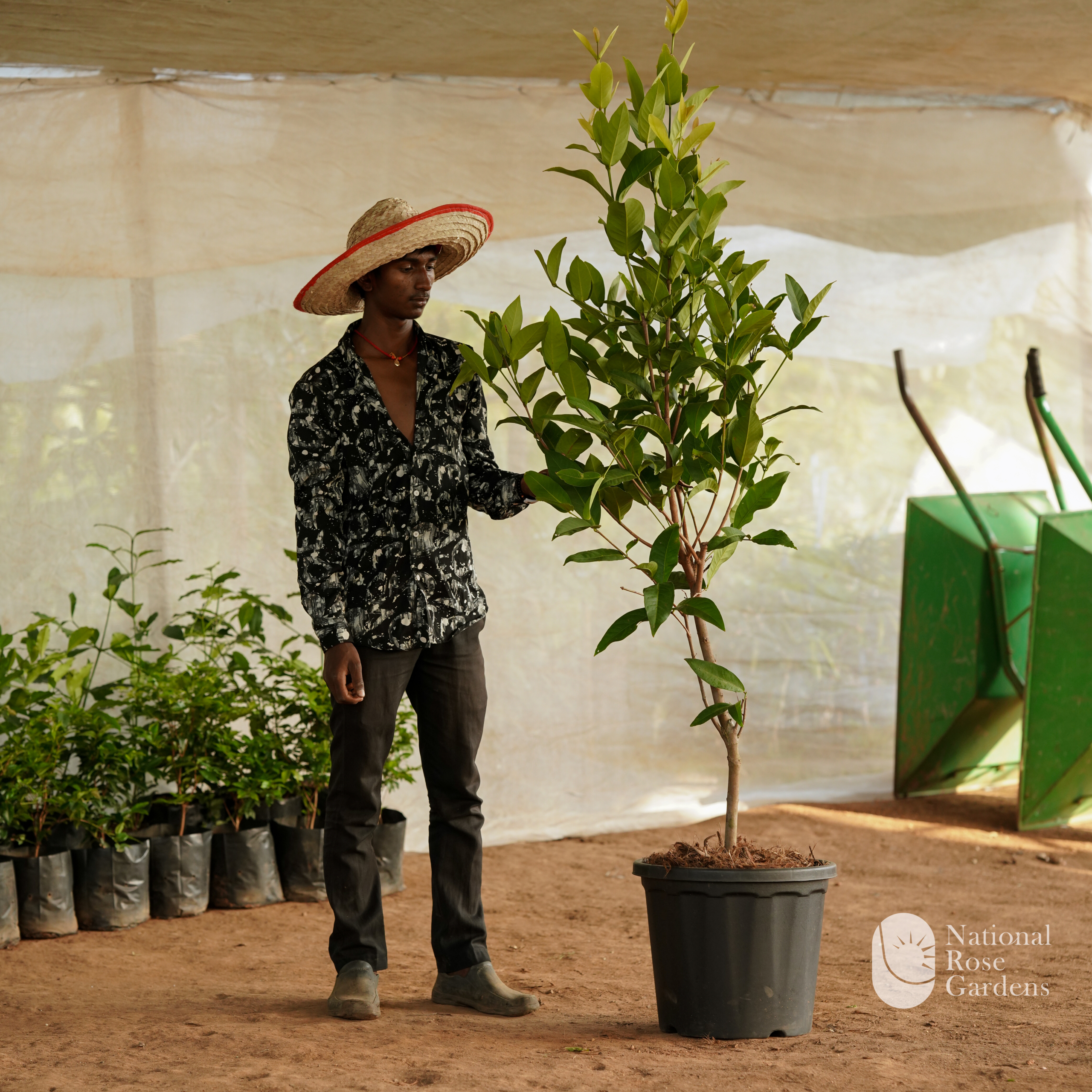 Thai King Chamba (Mangifera indica)