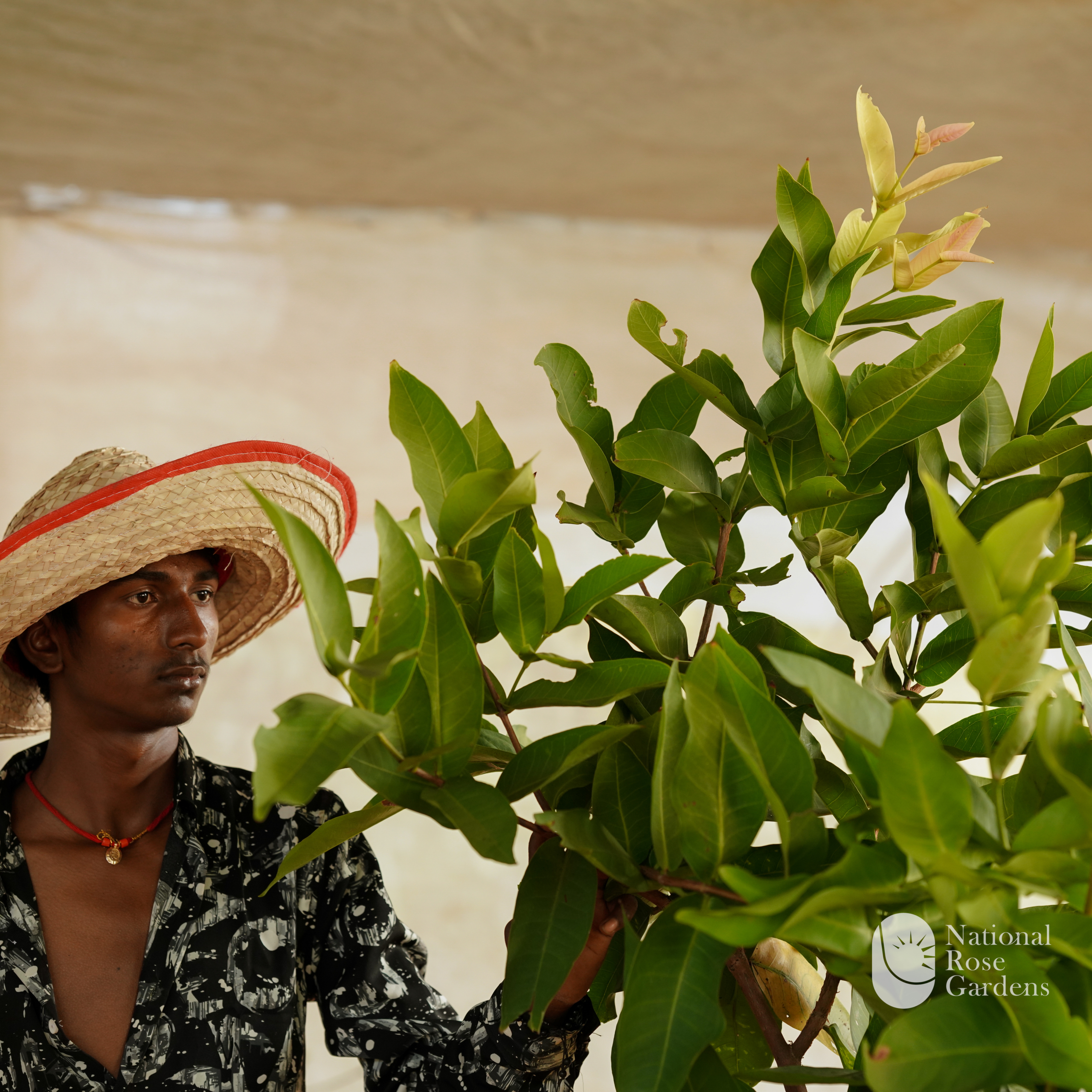 Summer Chamba (Mangifera indica)