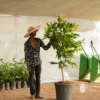 Summer Chamba (Mangifera indica)