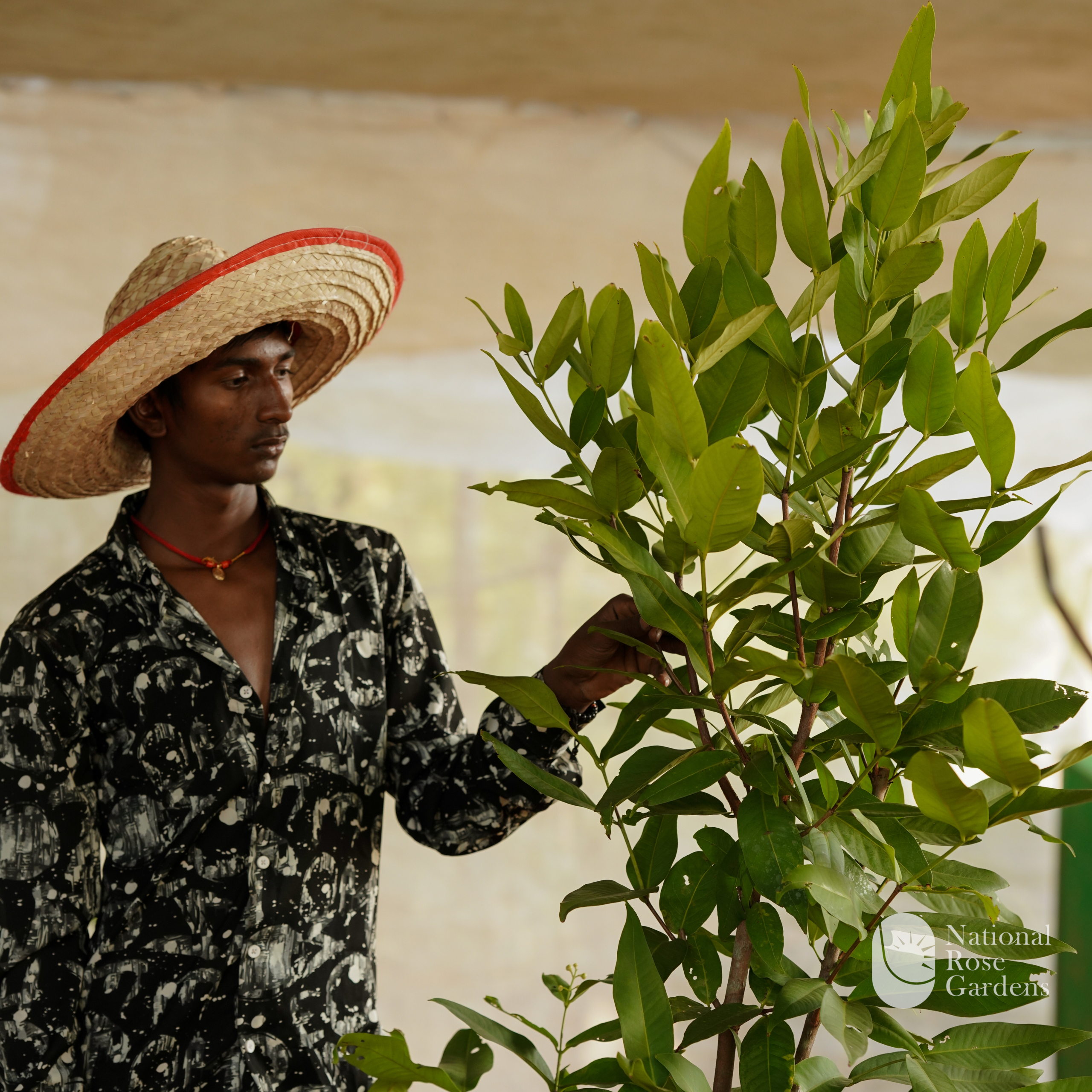 Madhu Chamba (Mangifera indica)