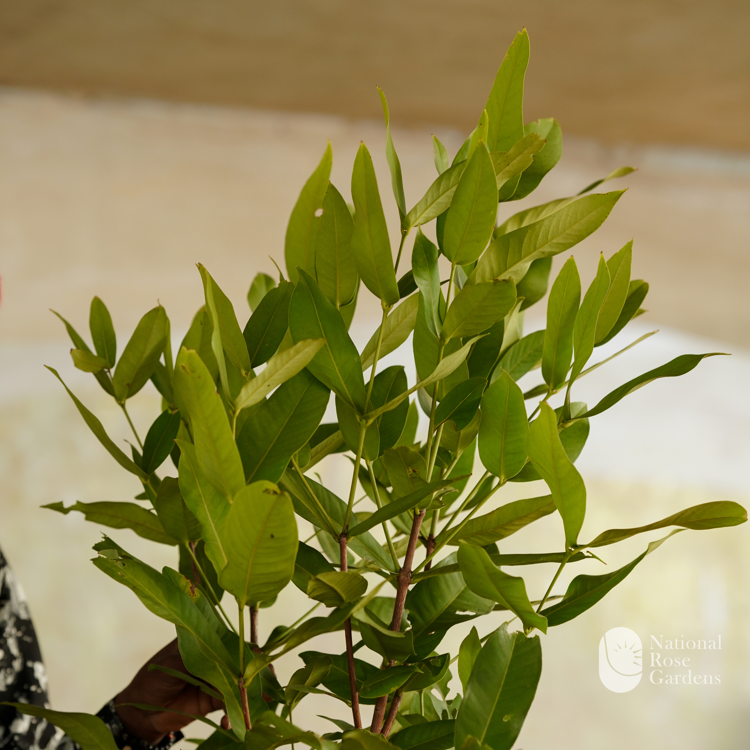 Madhu Chamba (Mangifera indica)