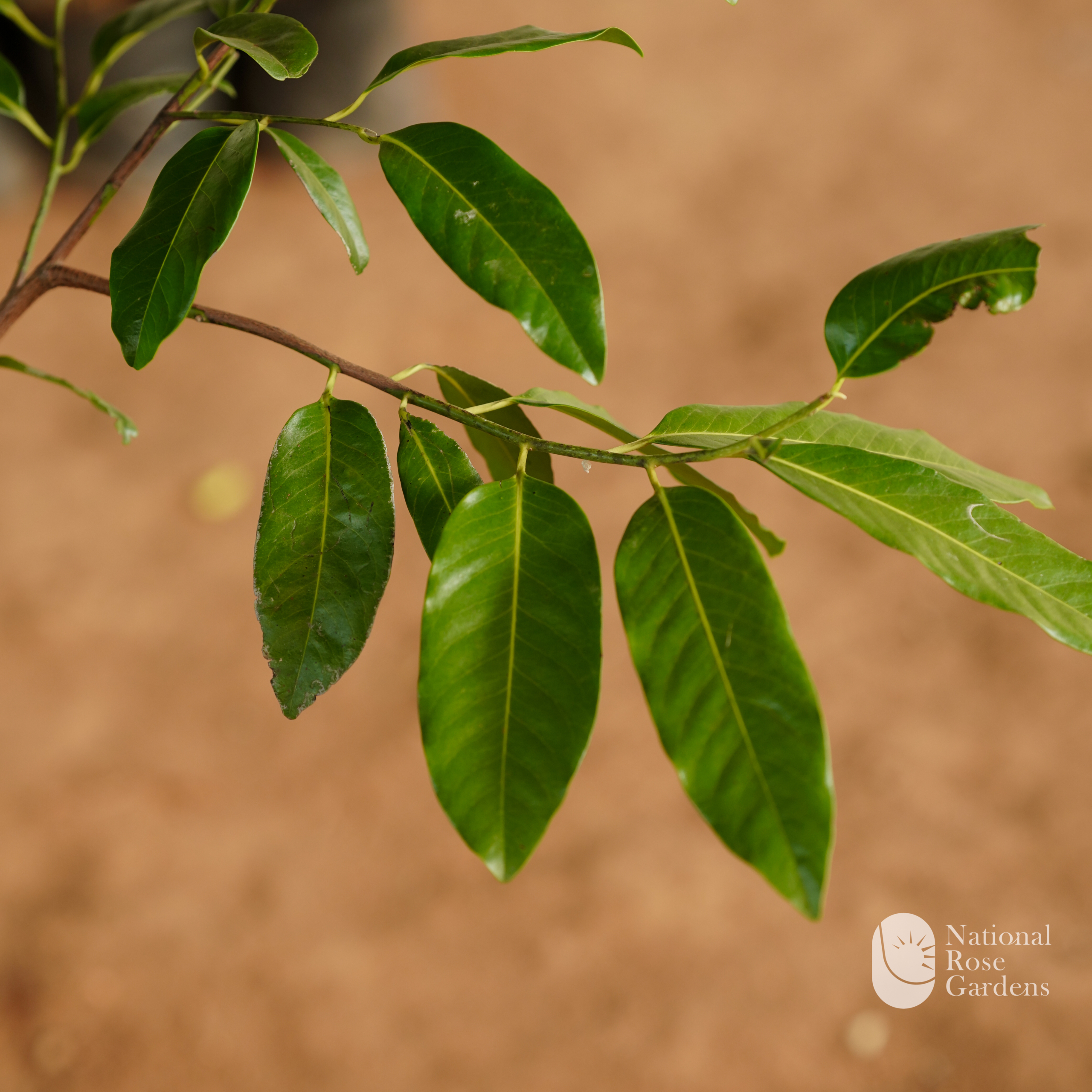 Black Sapote (Diospyros digyna)