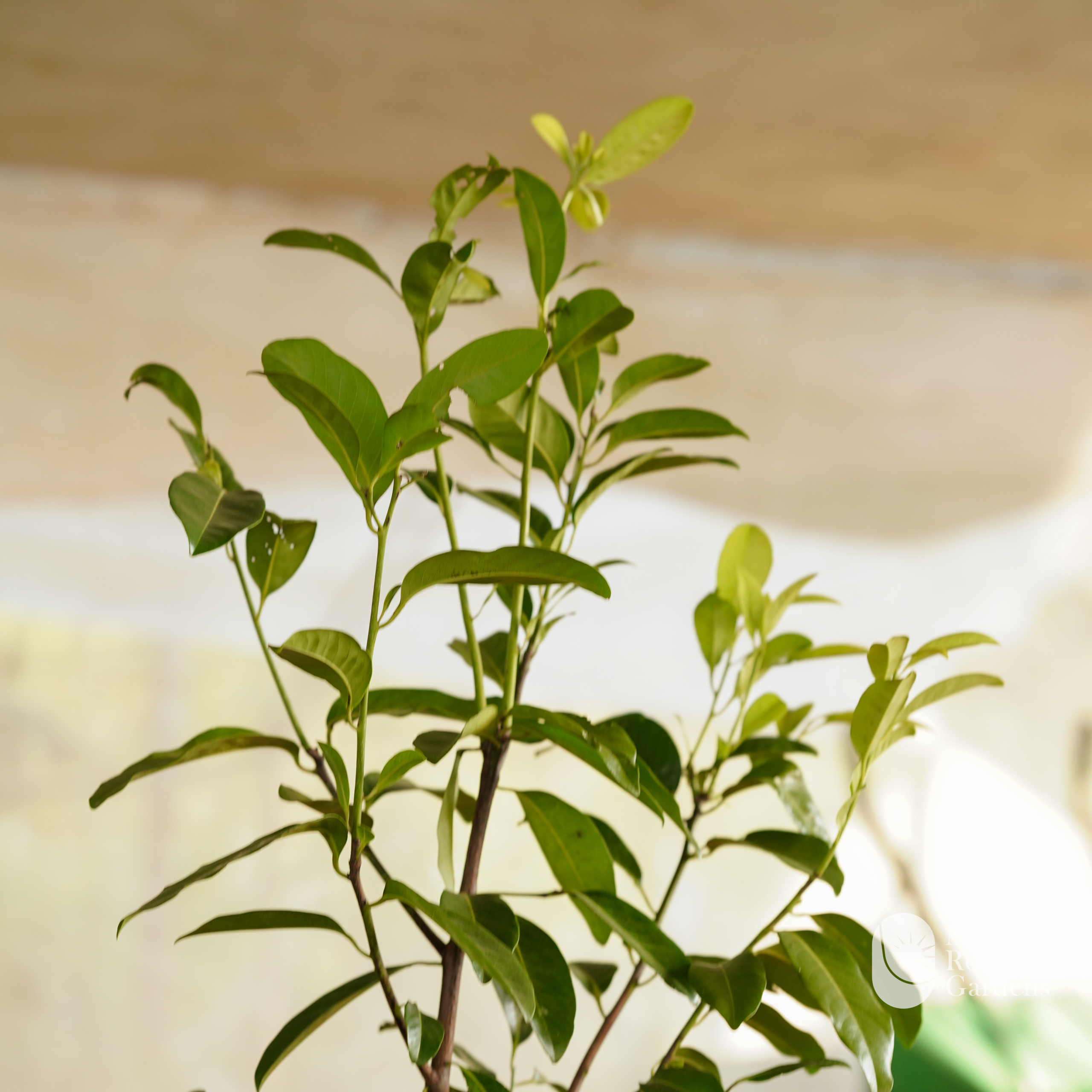 Black Sapote (Diospyros digyna)