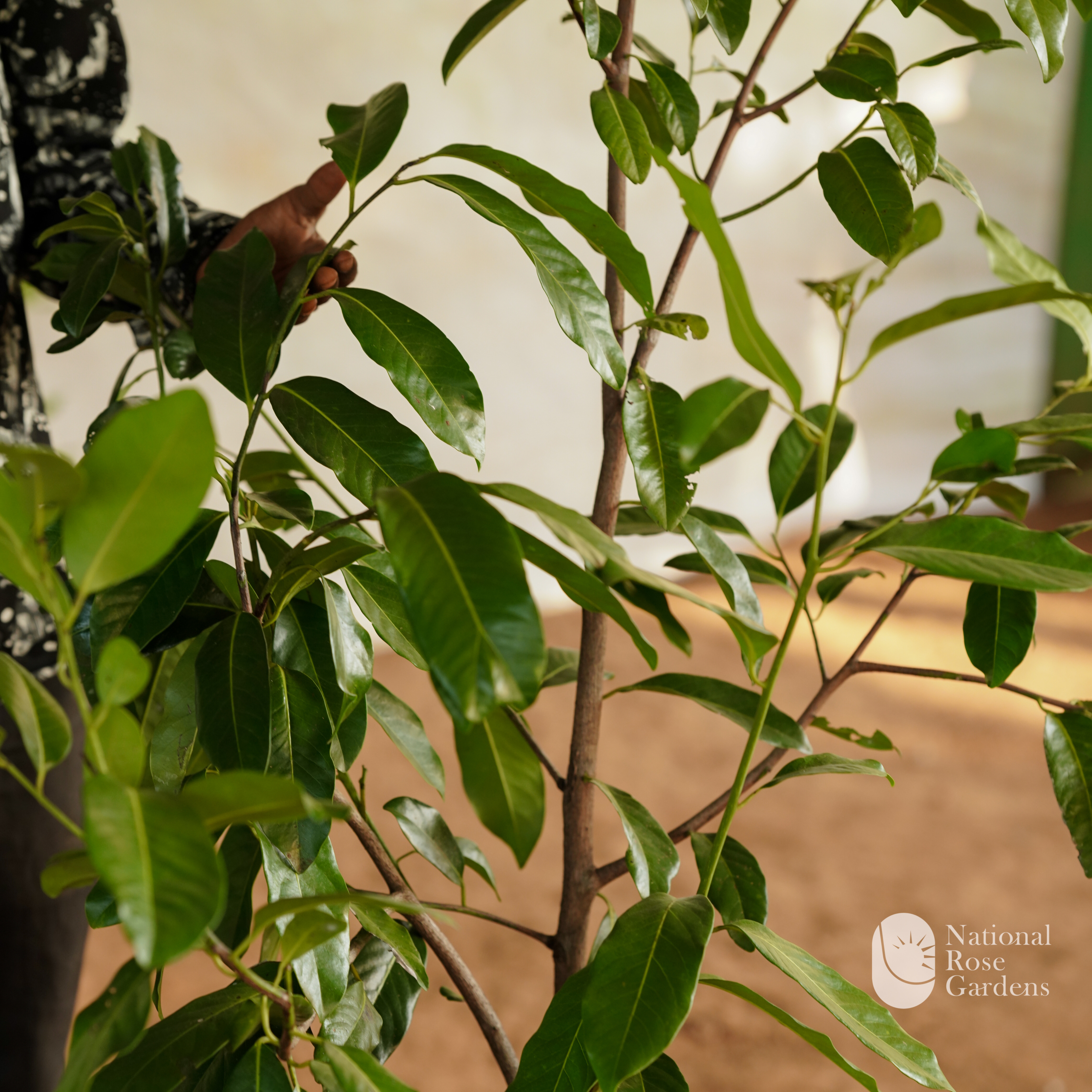 Black Sapote (Diospyros digyna)