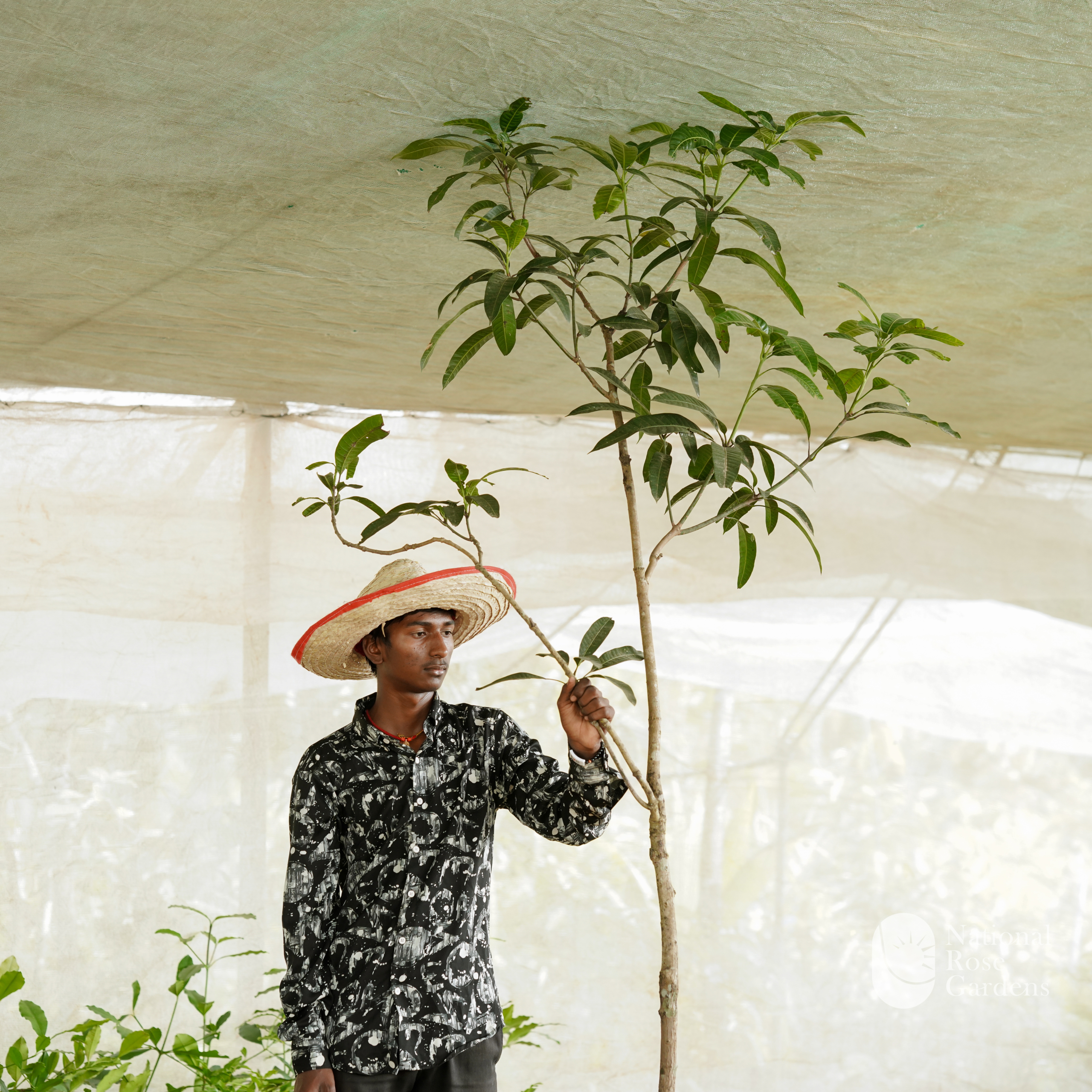 Sweet Prince Mango (Mangifera indica)