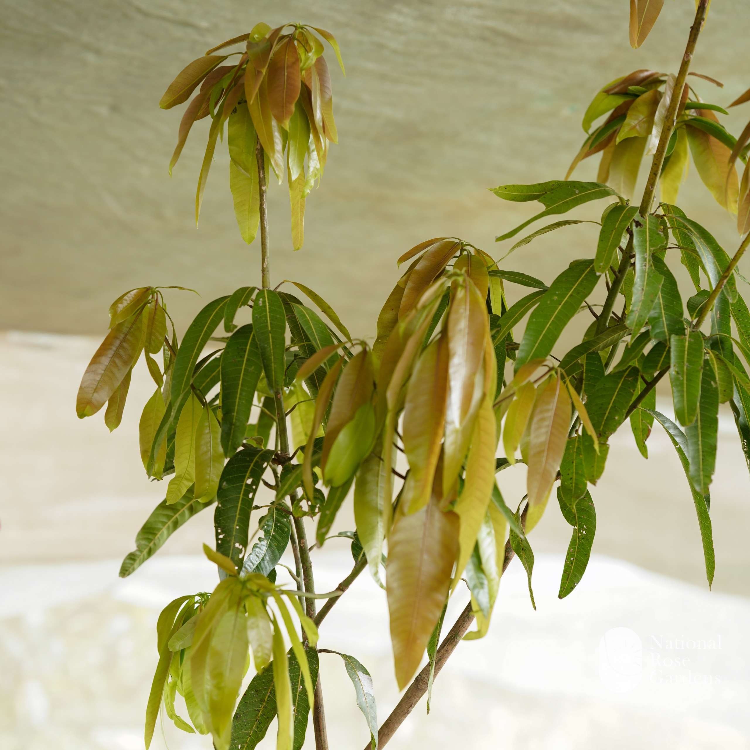 Palmer Mango(Mangifera indica)