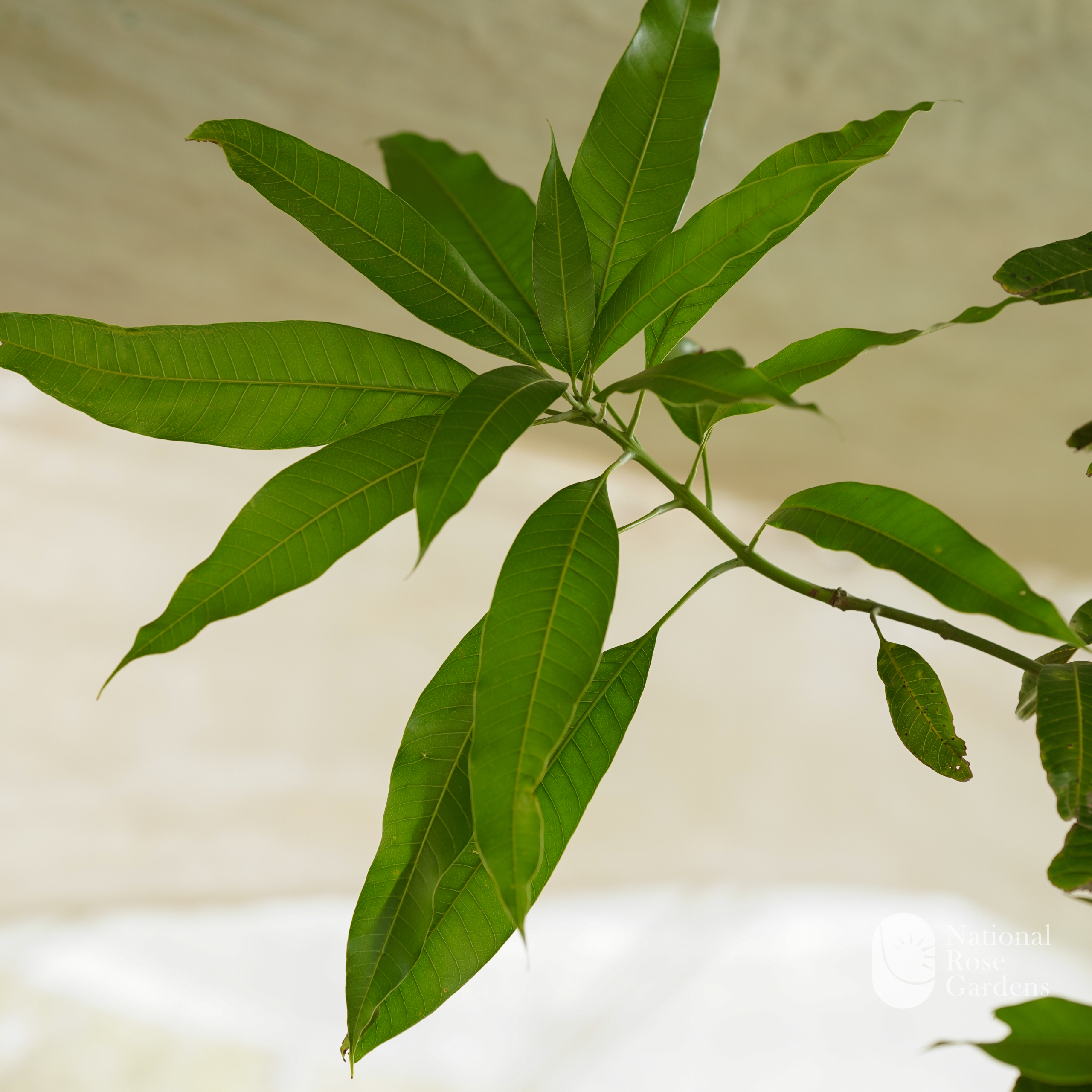 Kaew Sam Rod(Mangifera indica)