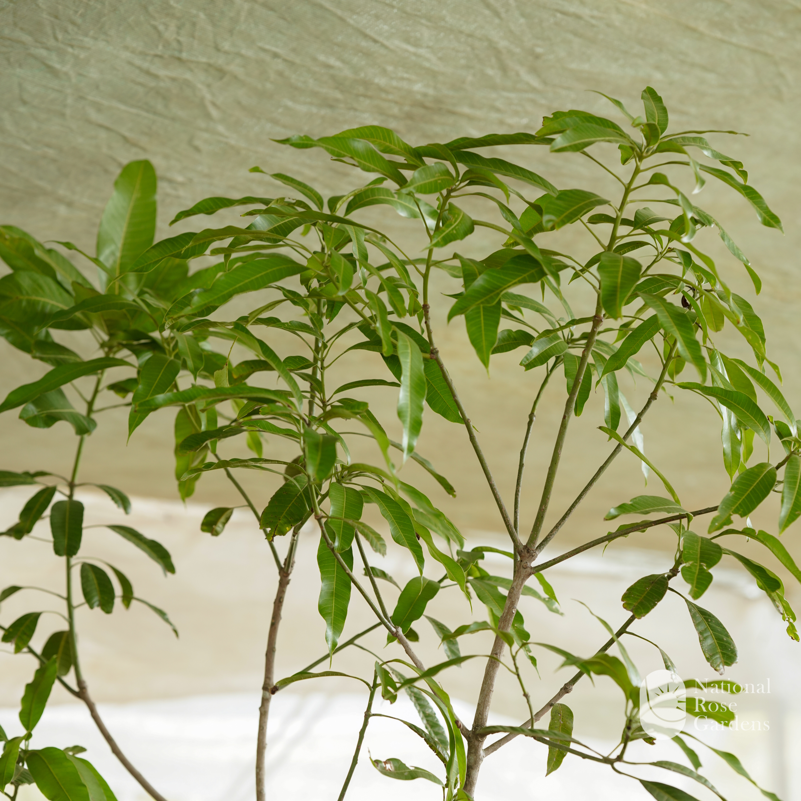 Kaew Sam Rod(Mangifera indica)