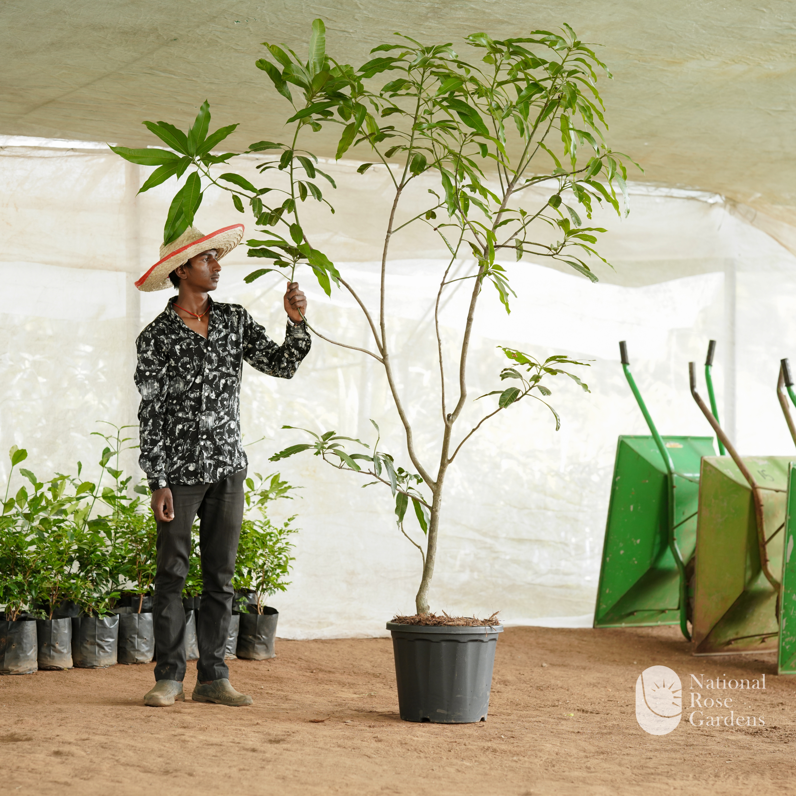 Kaew Sam Rod(Mangifera indica)