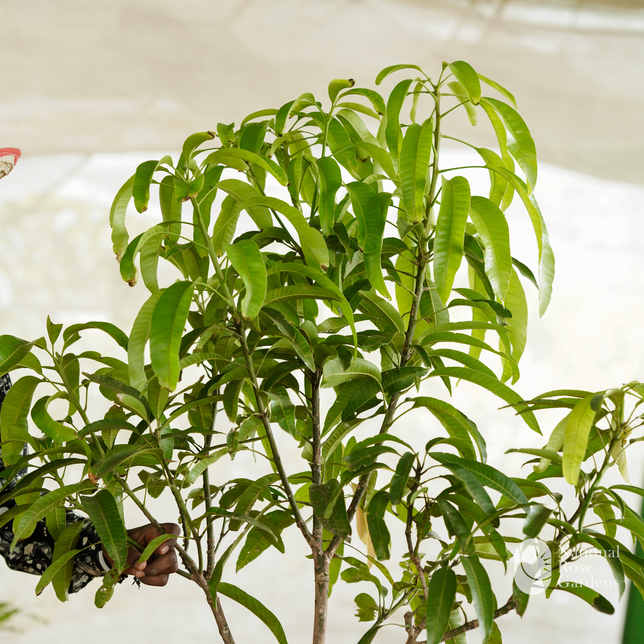 Miyazaki Mango (Mangifera indica)