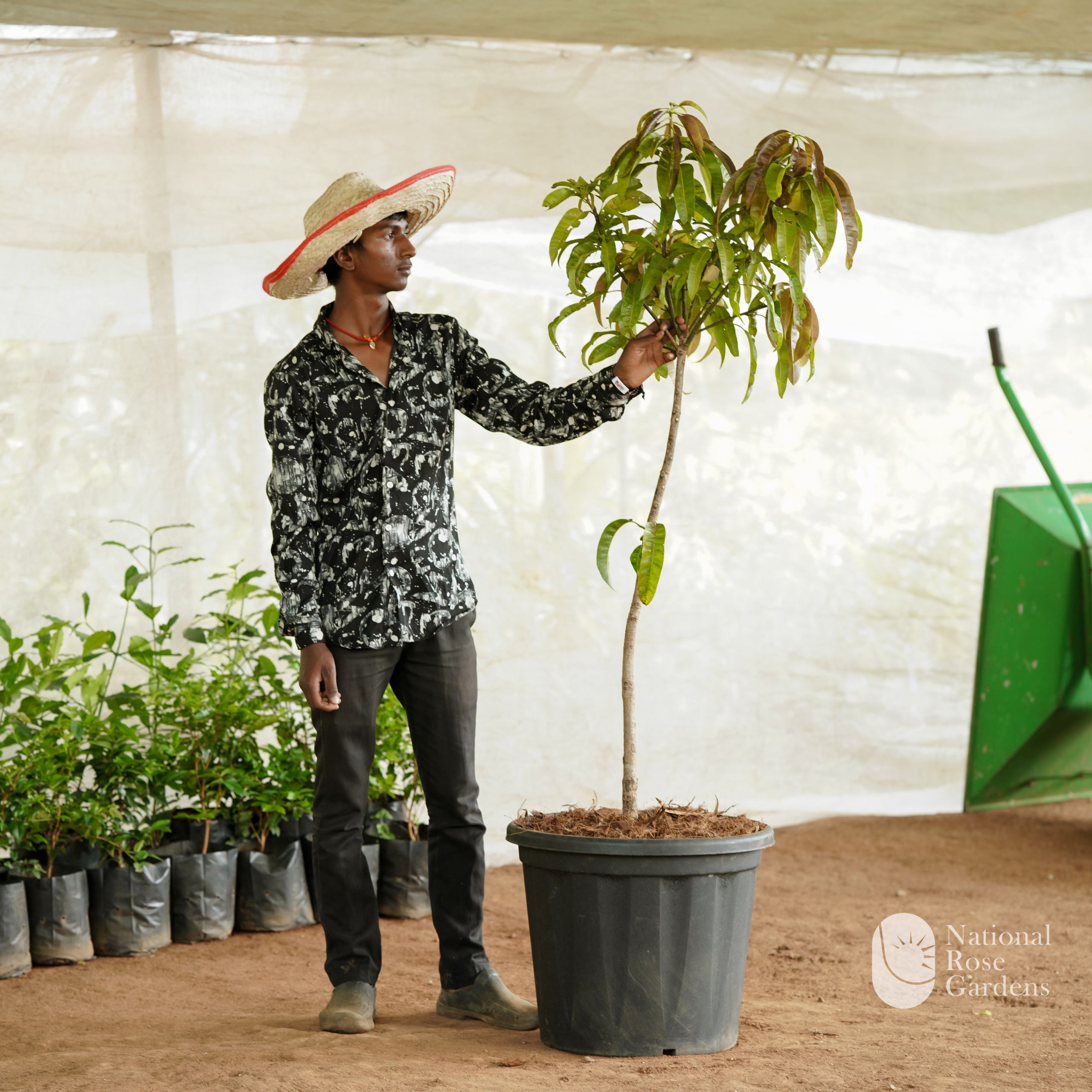 R2E2 Mango(Mangifera indica)