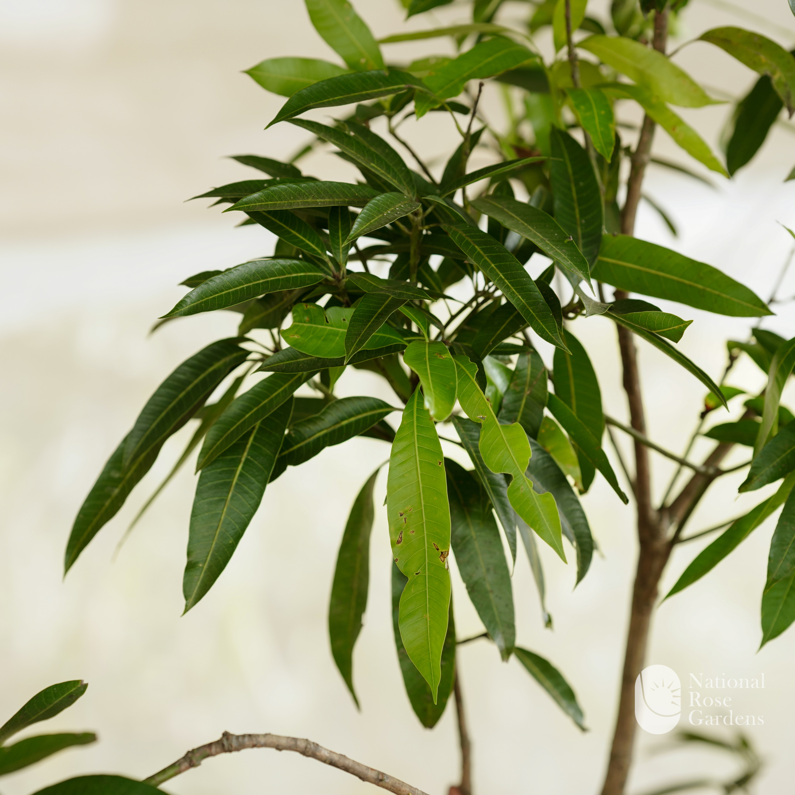 Banganapalli Mango (Mangifera indica)