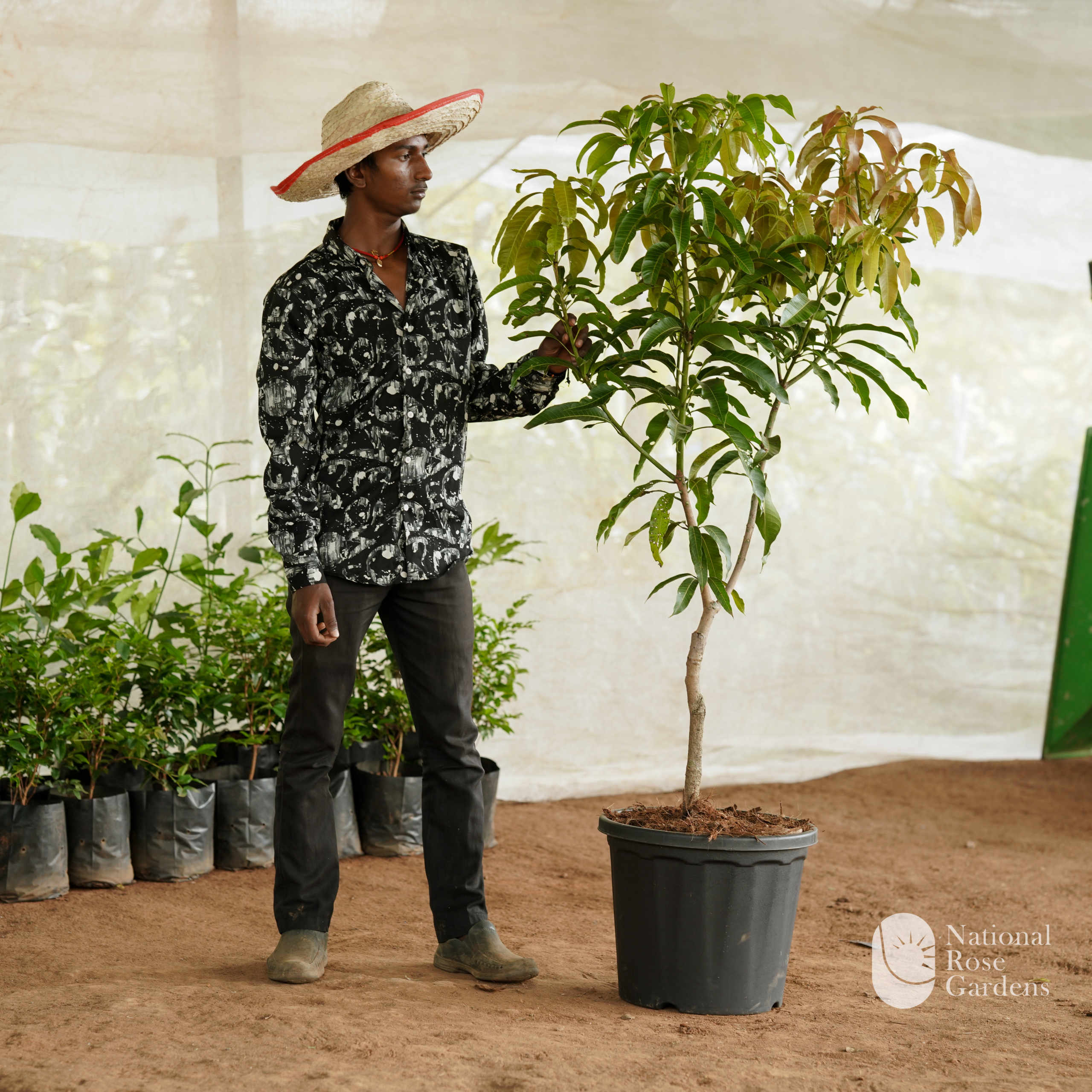 Nam Doc Mai Gold Mango(Mangifera indica)