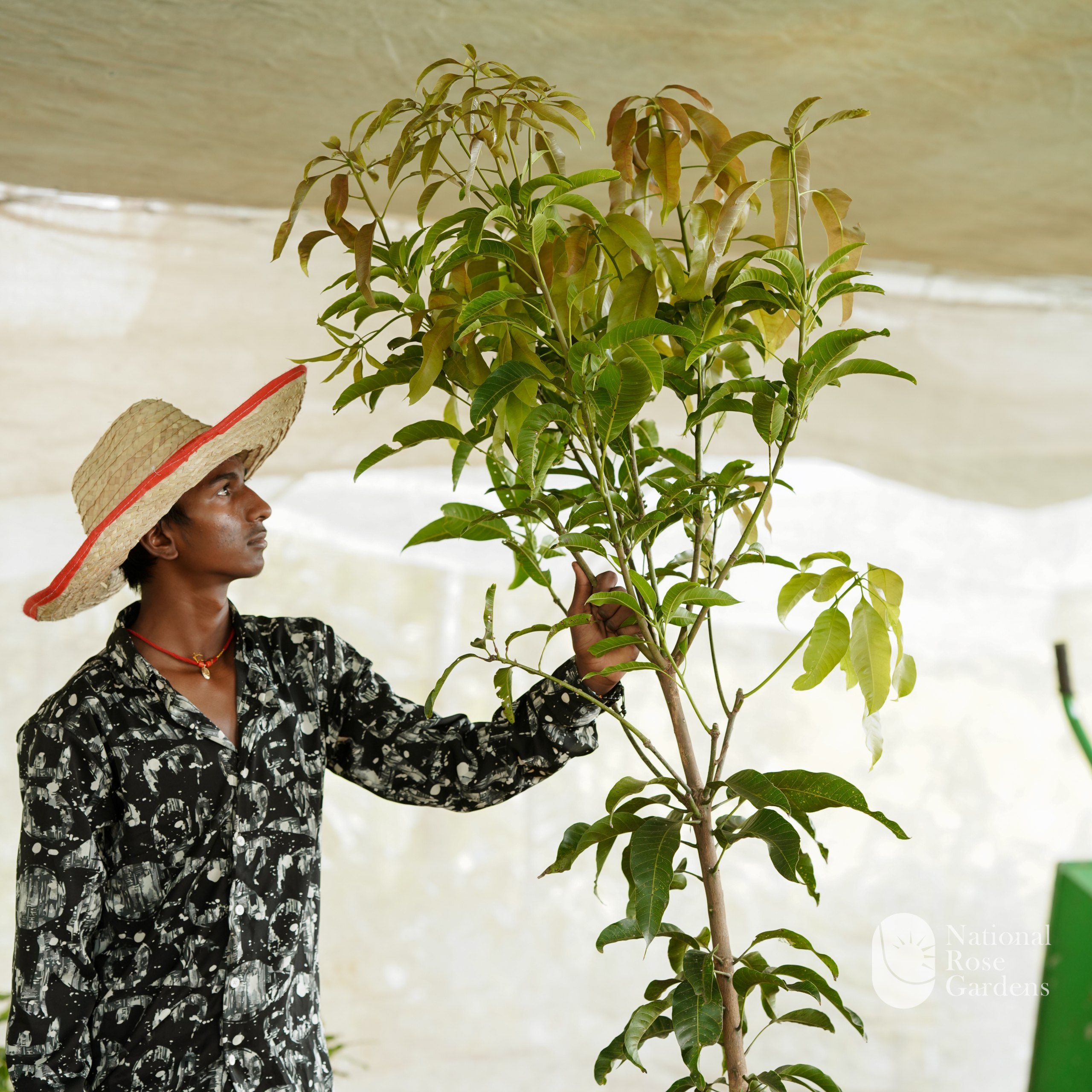 King of Chakapat Mango (Mangifera indica)