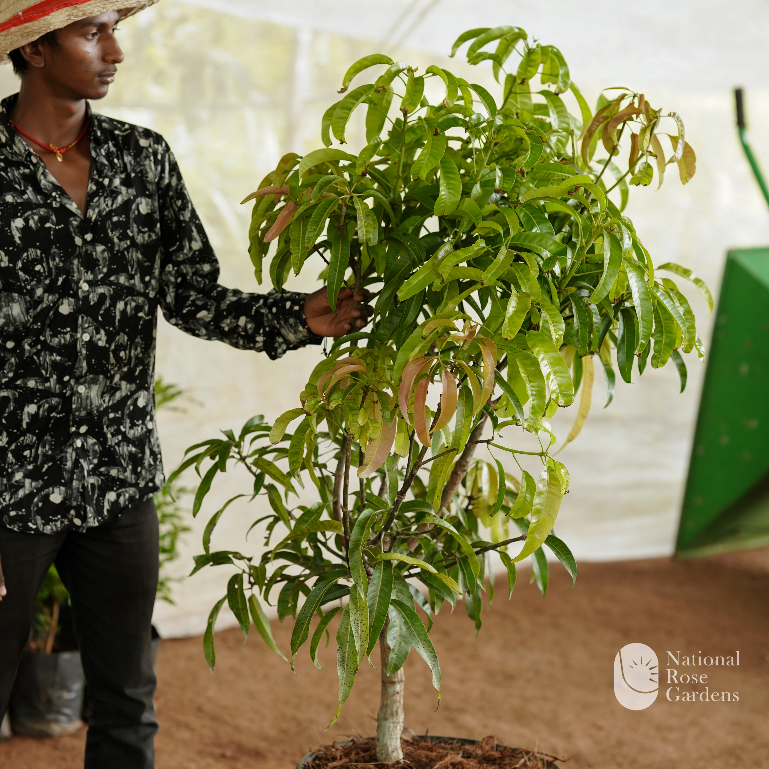 Alphonso Mango (Mangifera indica)