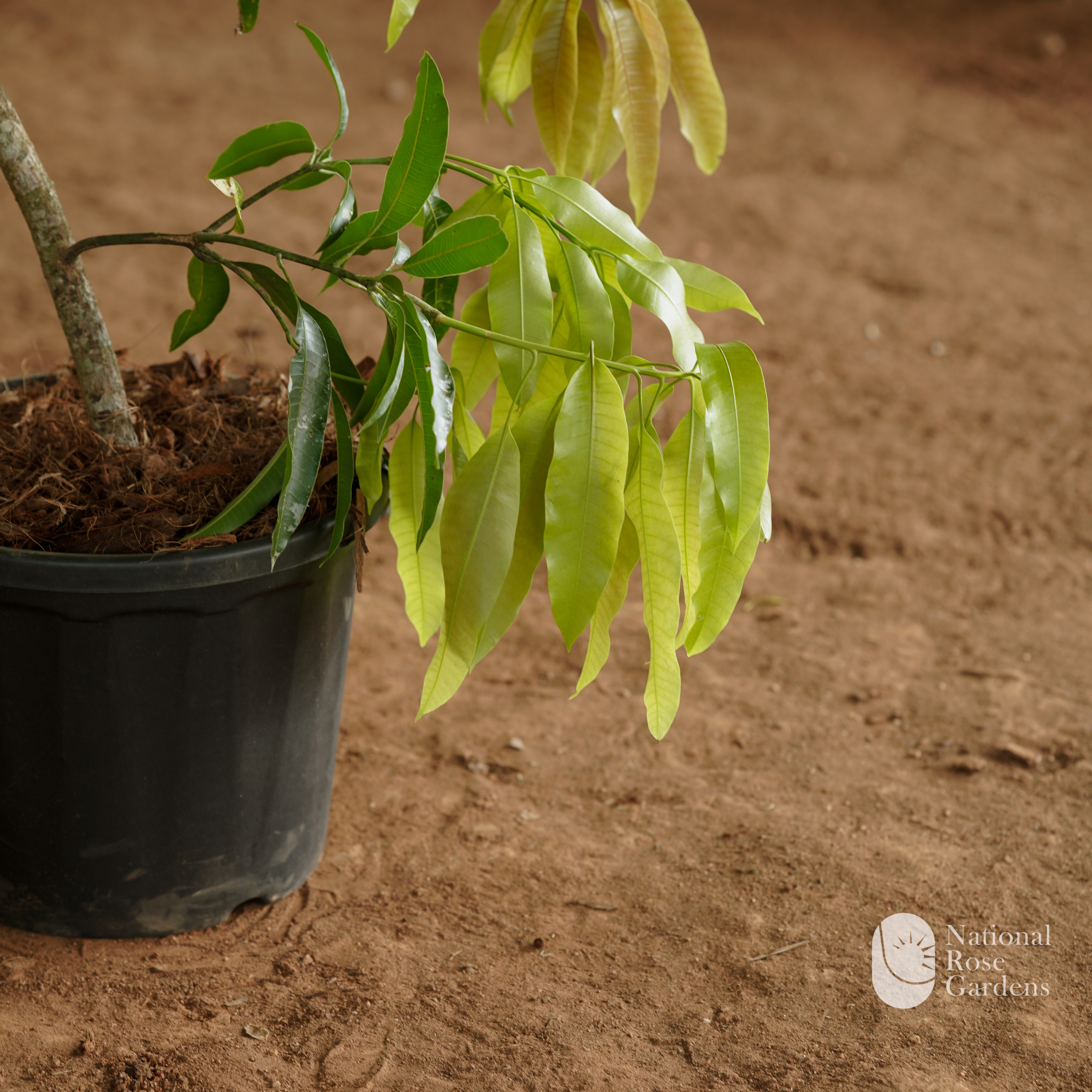 Priyoor Mango (Mangifera indica)