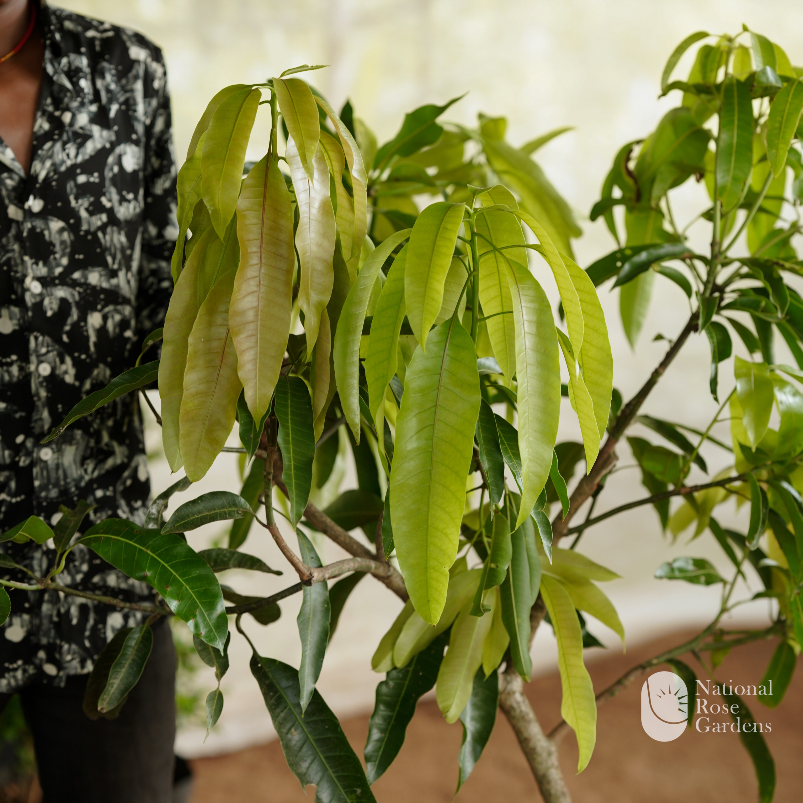 Priyoor Mango (Mangifera indica)