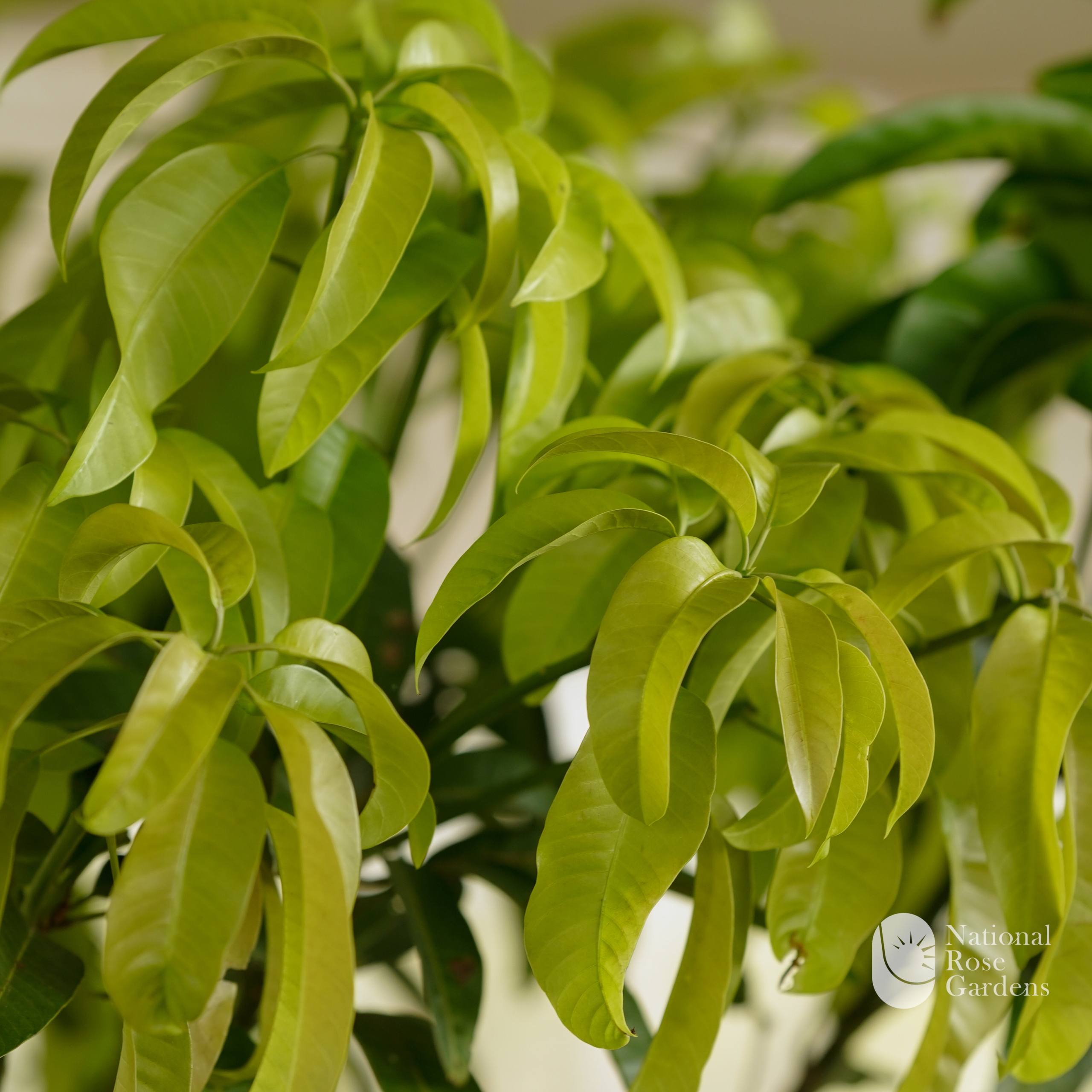 Chaunsa Mango