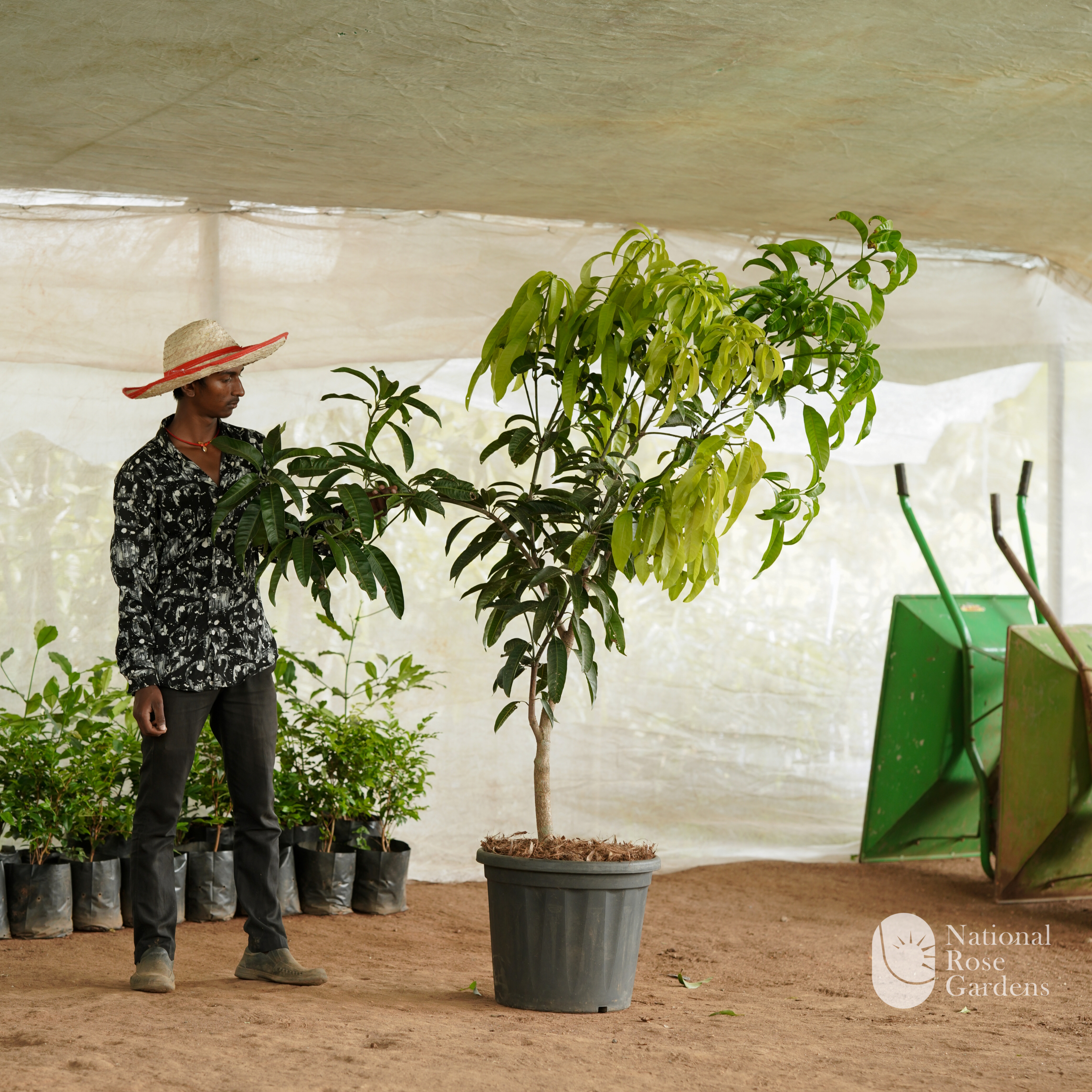 Chaunsa Mango