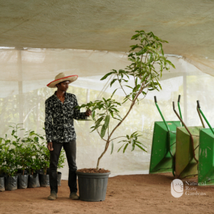 Red Emperor Mango