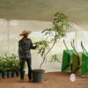 Red Emperor Mango