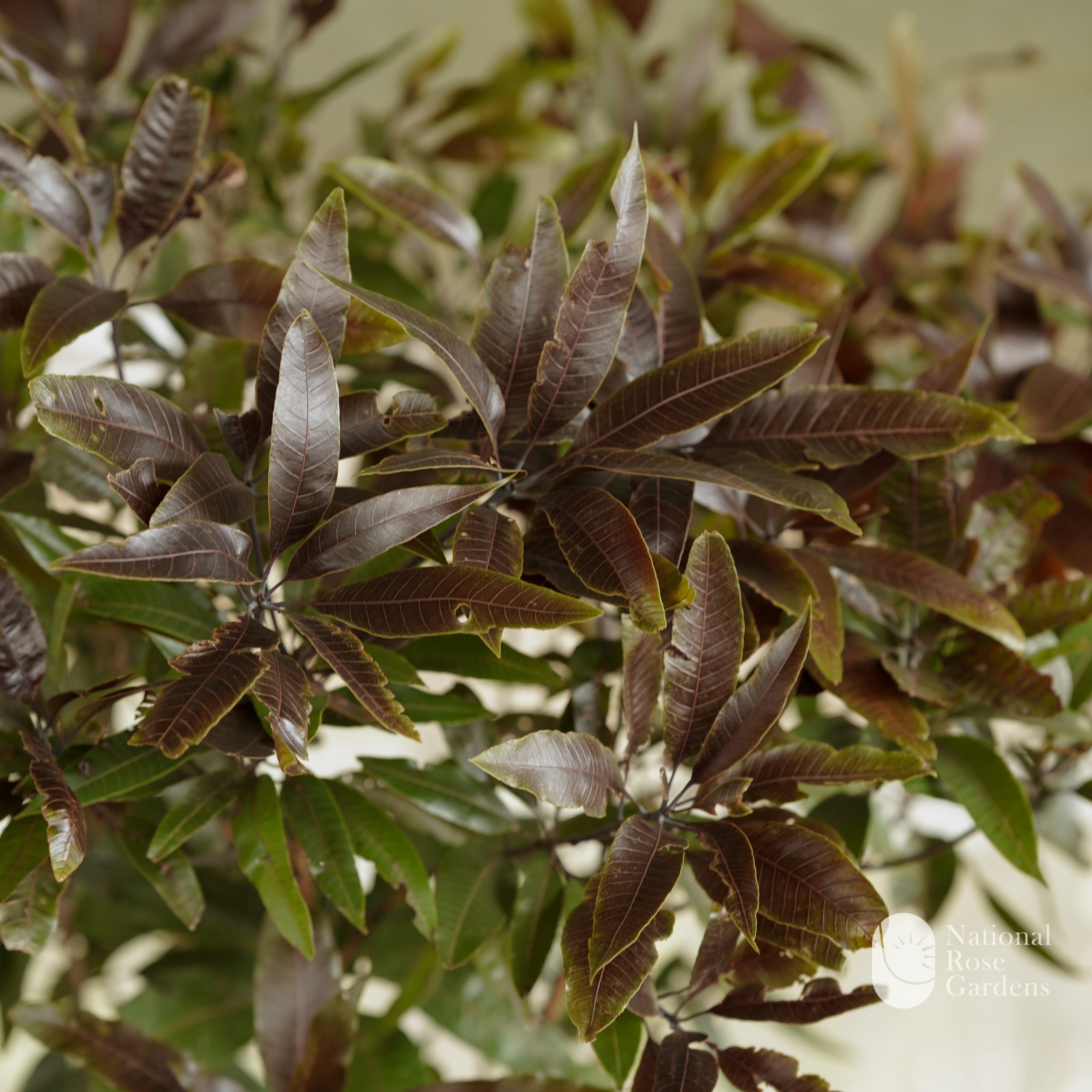 Black Mango (Kashuri)