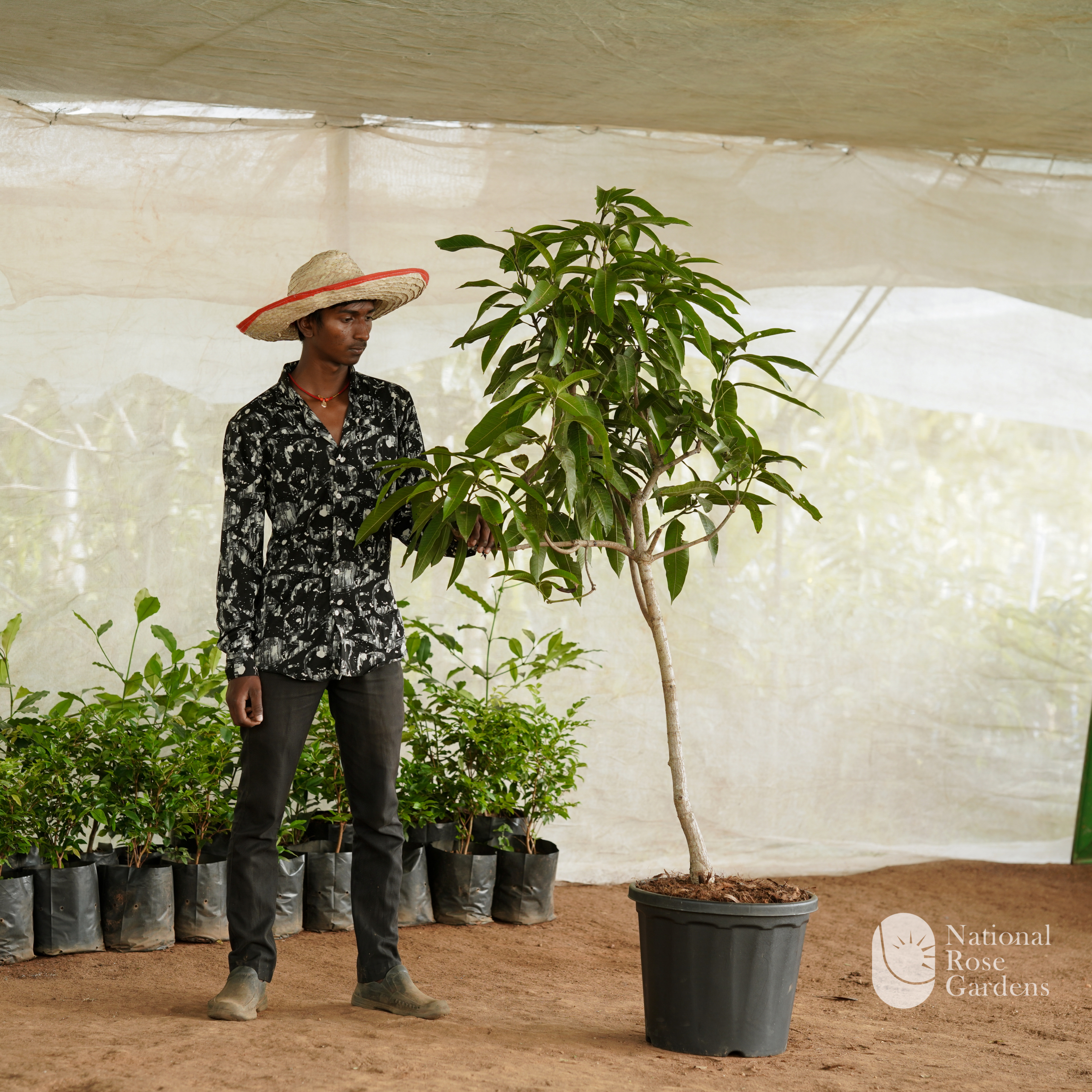 Langra Mango
