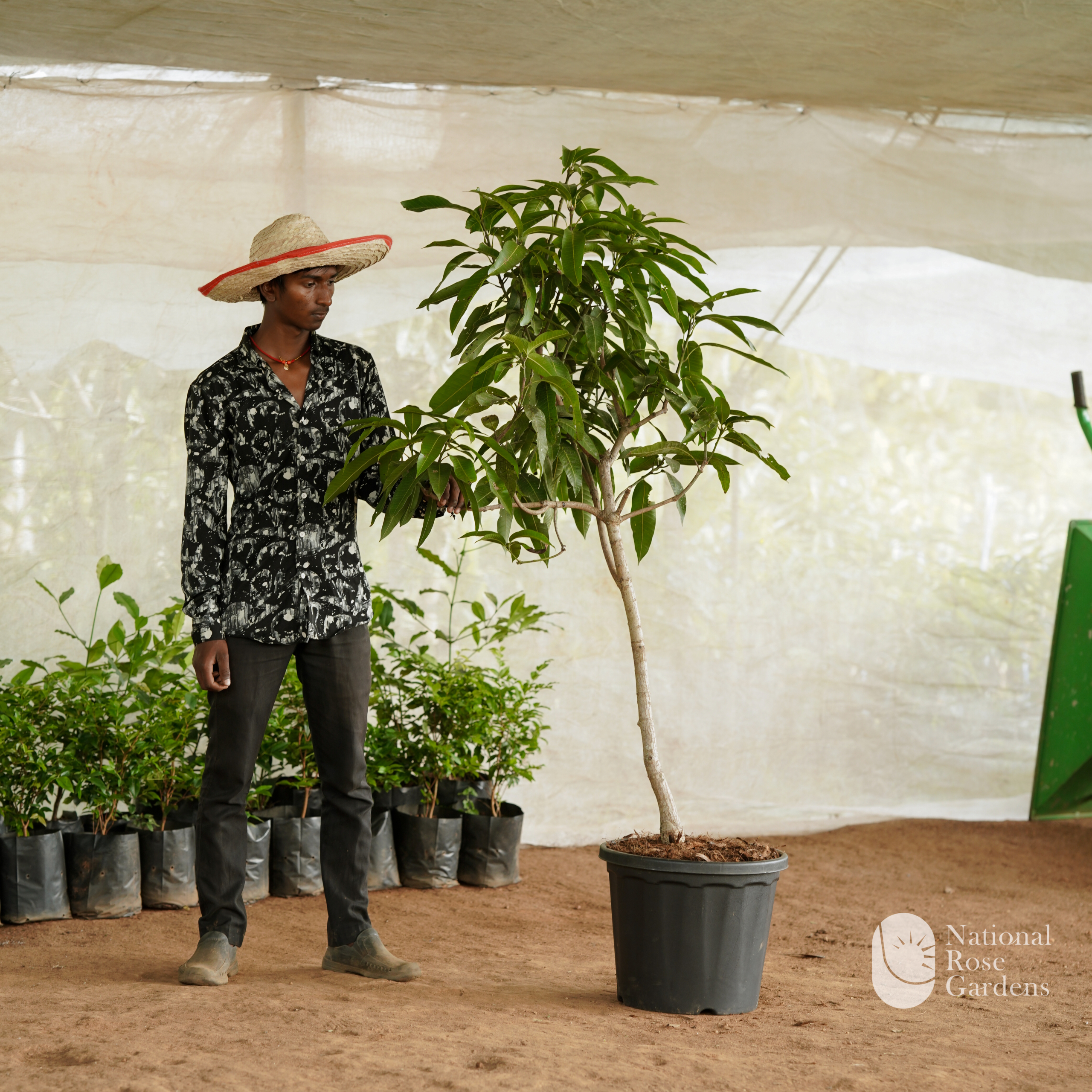 Langra Mango