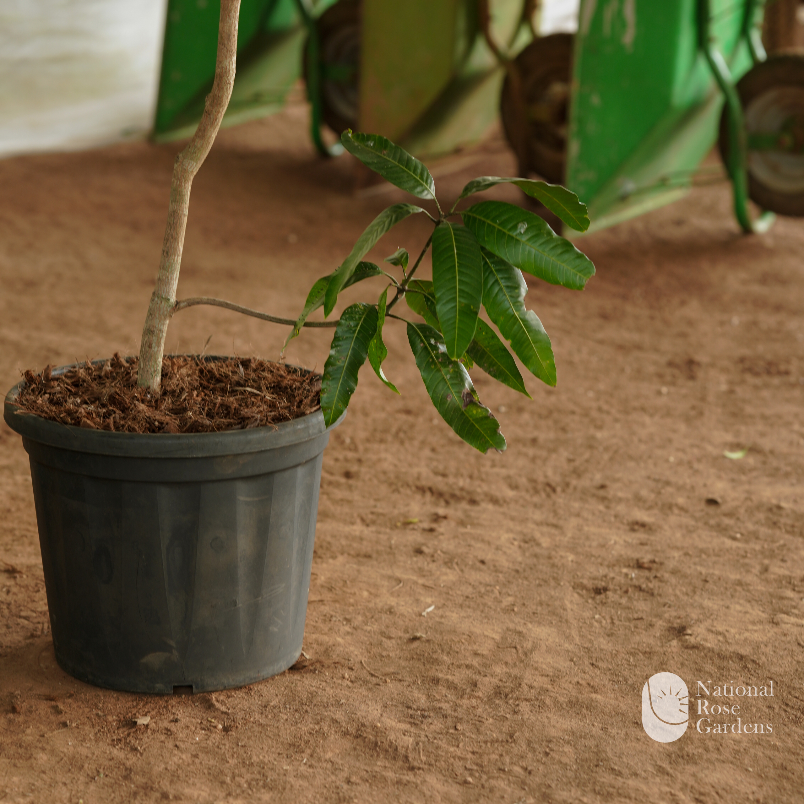 Giant Ivory Mango (Jingu Ivory)