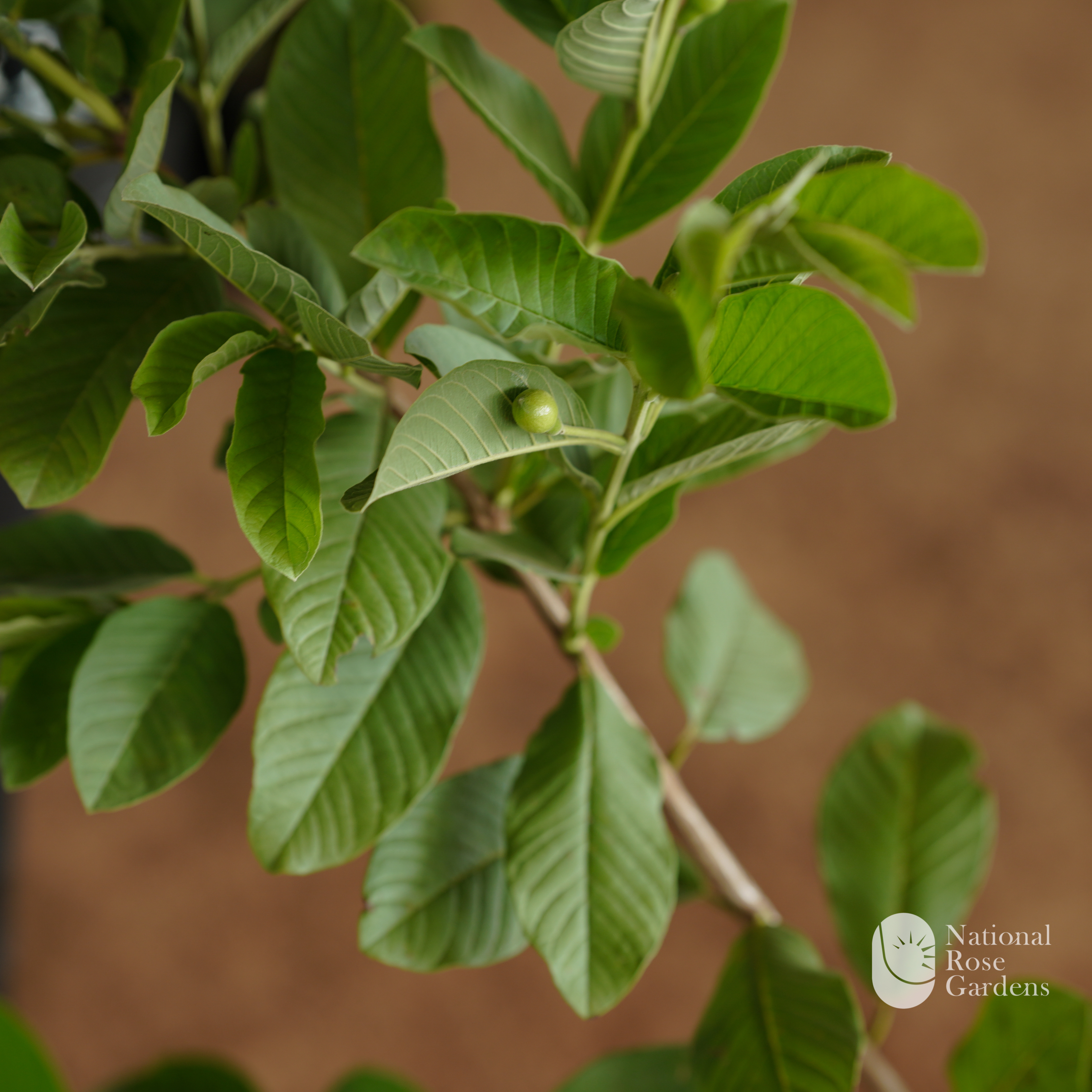 White Diamond Guava