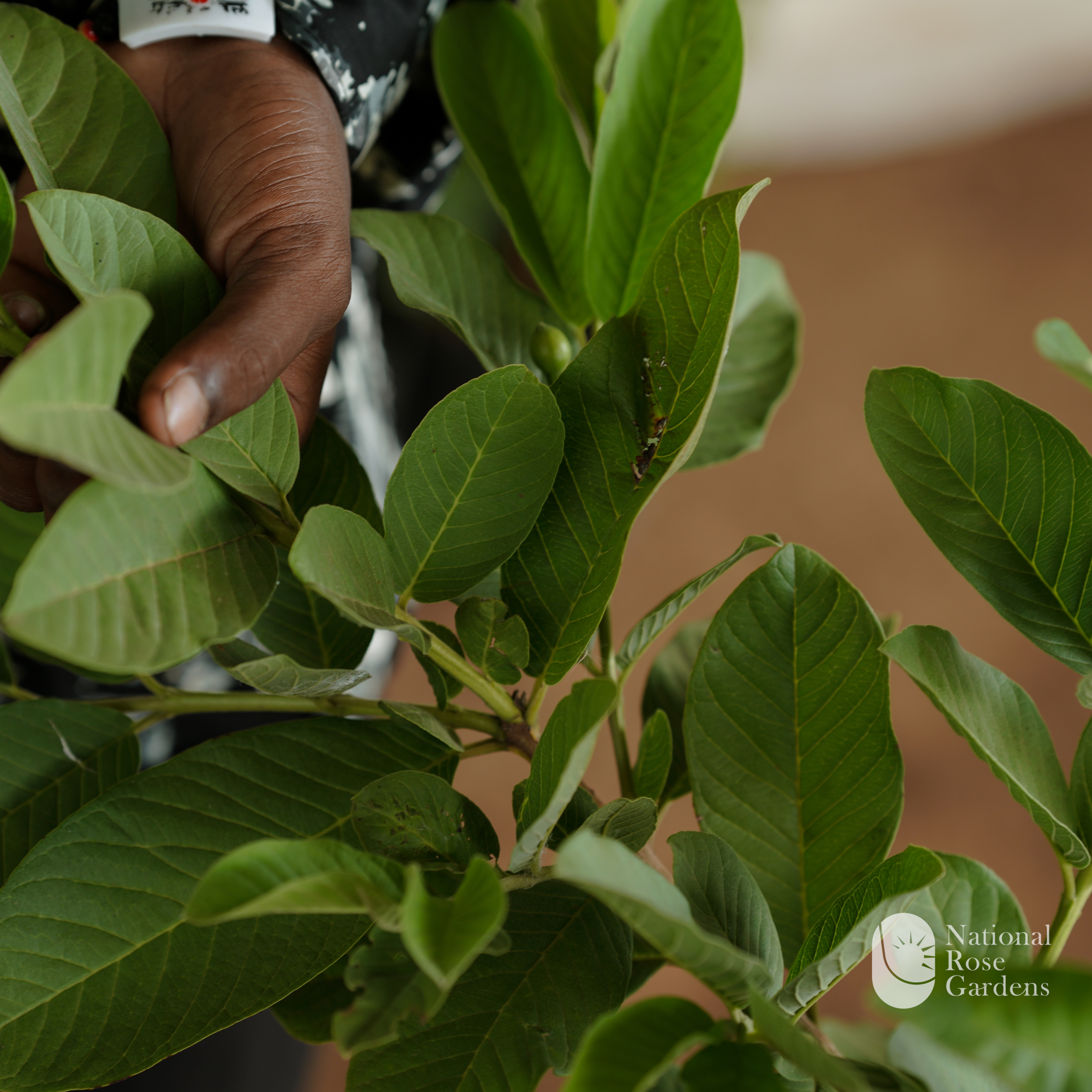 White Diamond Guava