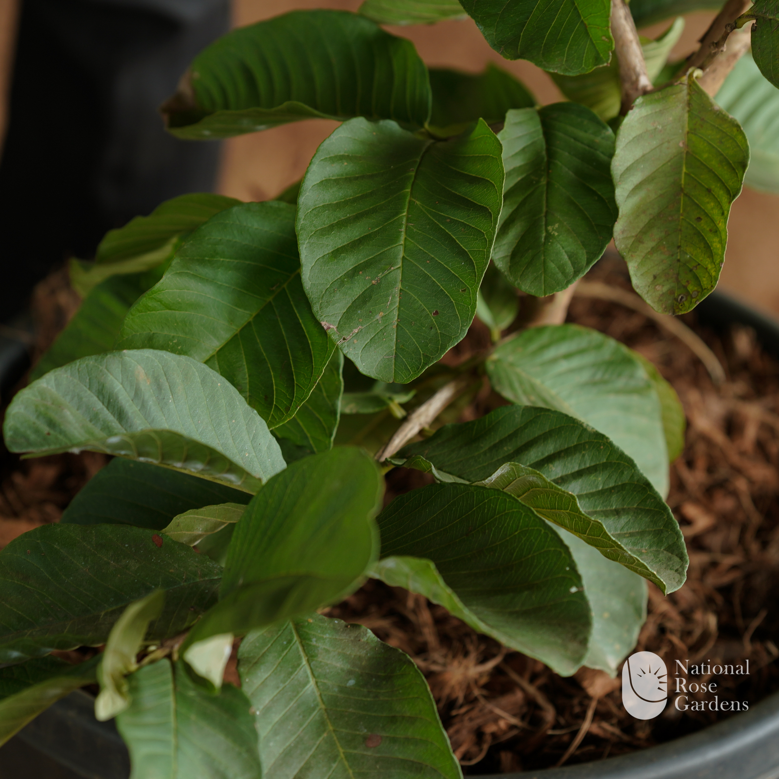Red Diamond Guava
