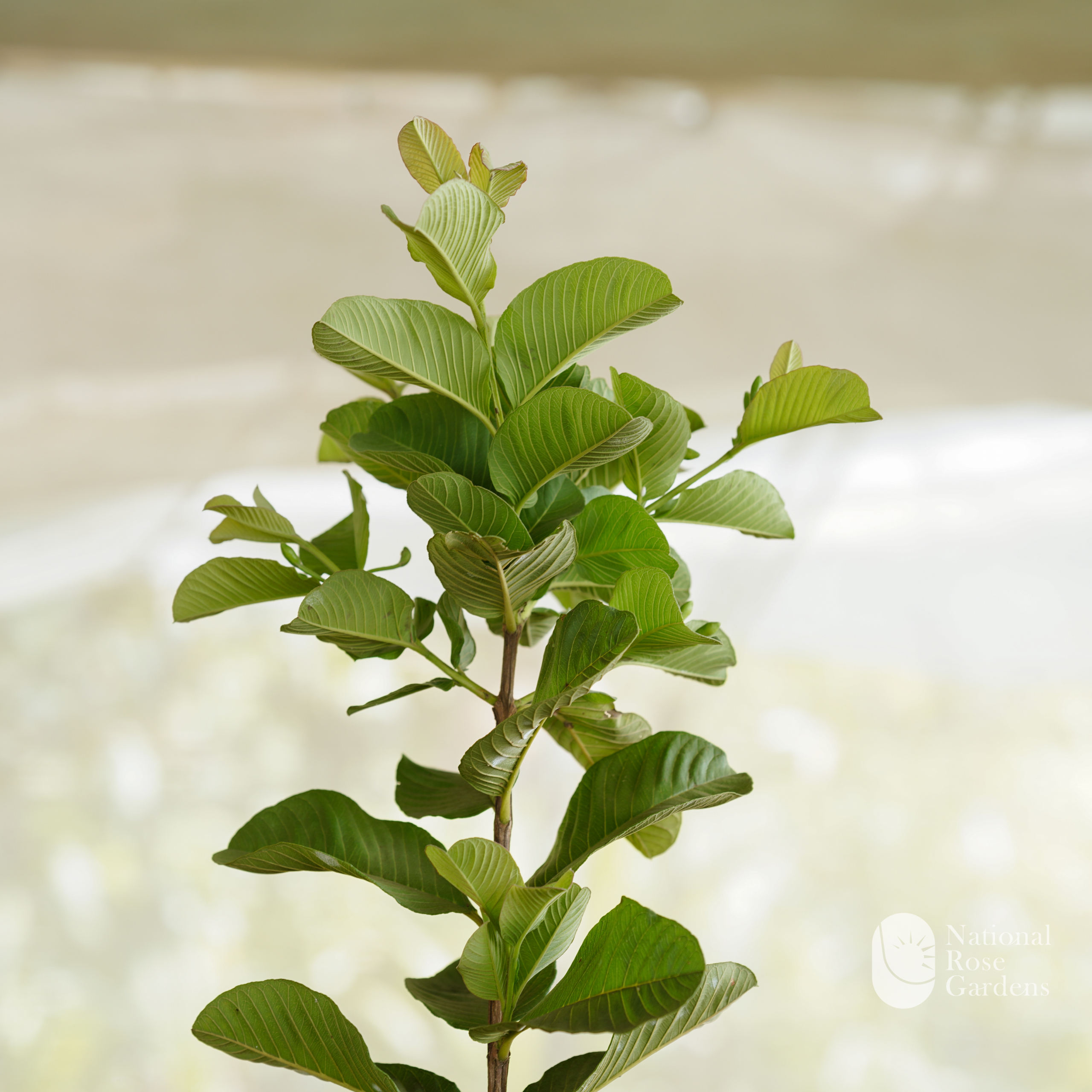 Red Diamond Guava
