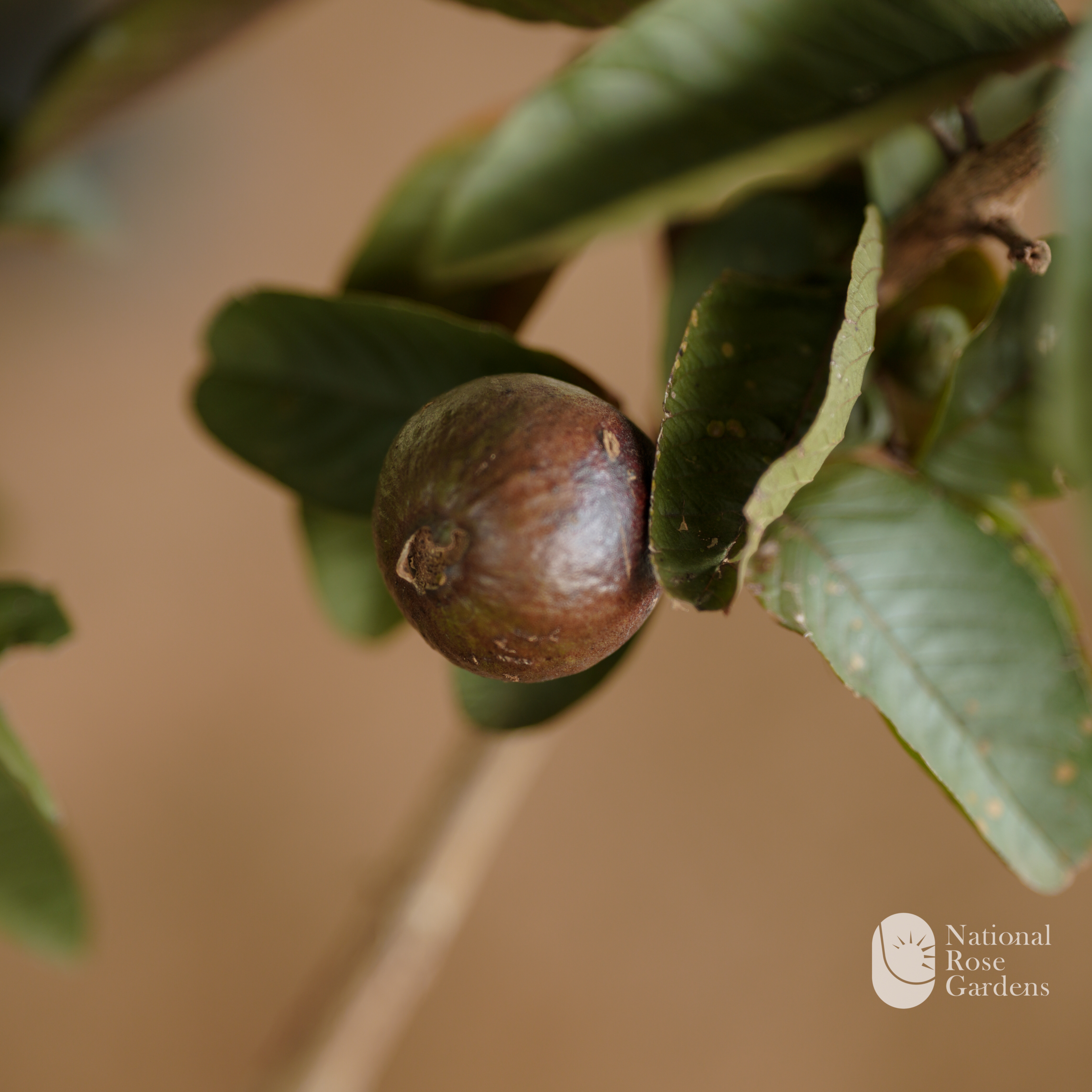 Black Diamond Guava (Black Guava)