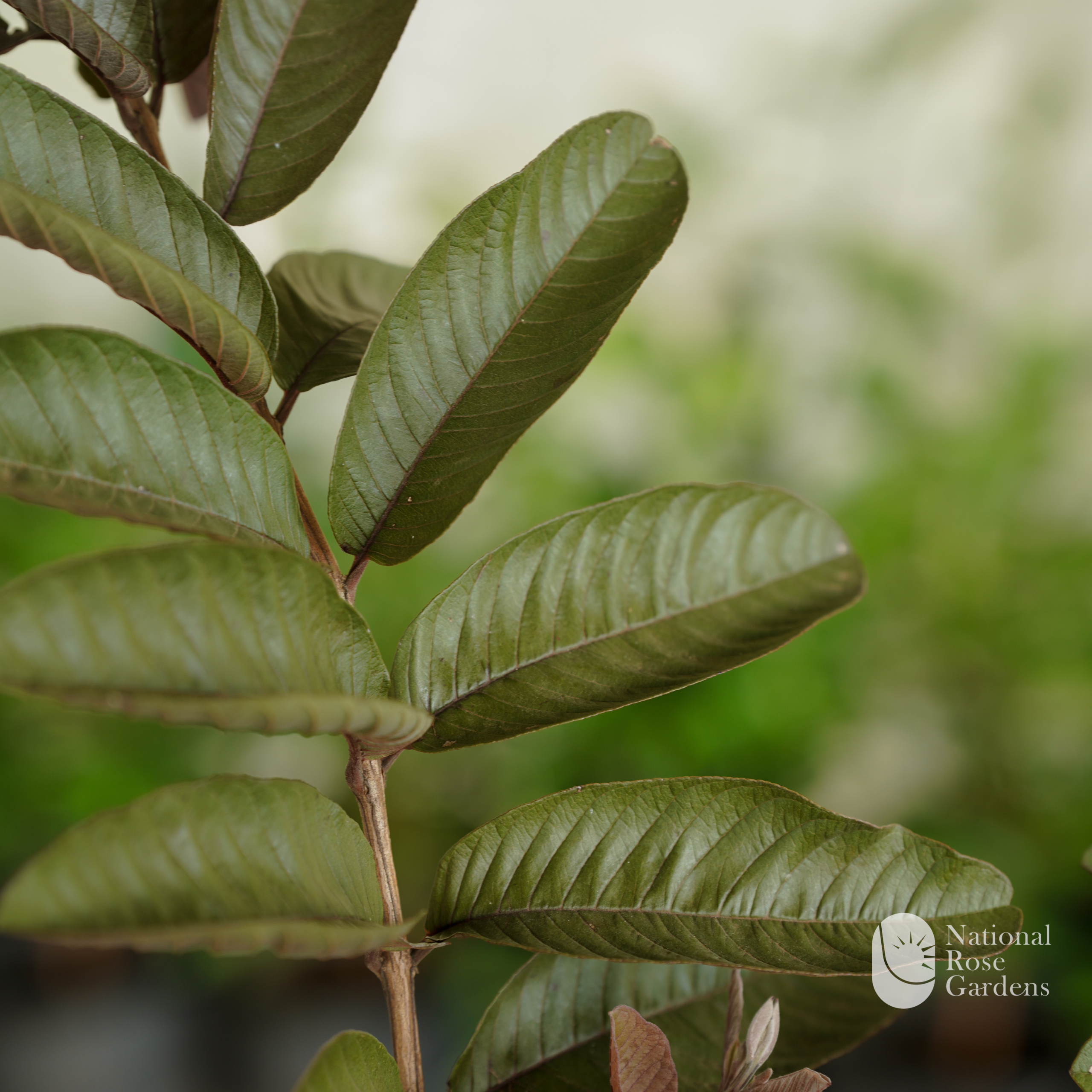 Black Diamond Guava (Black Guava)