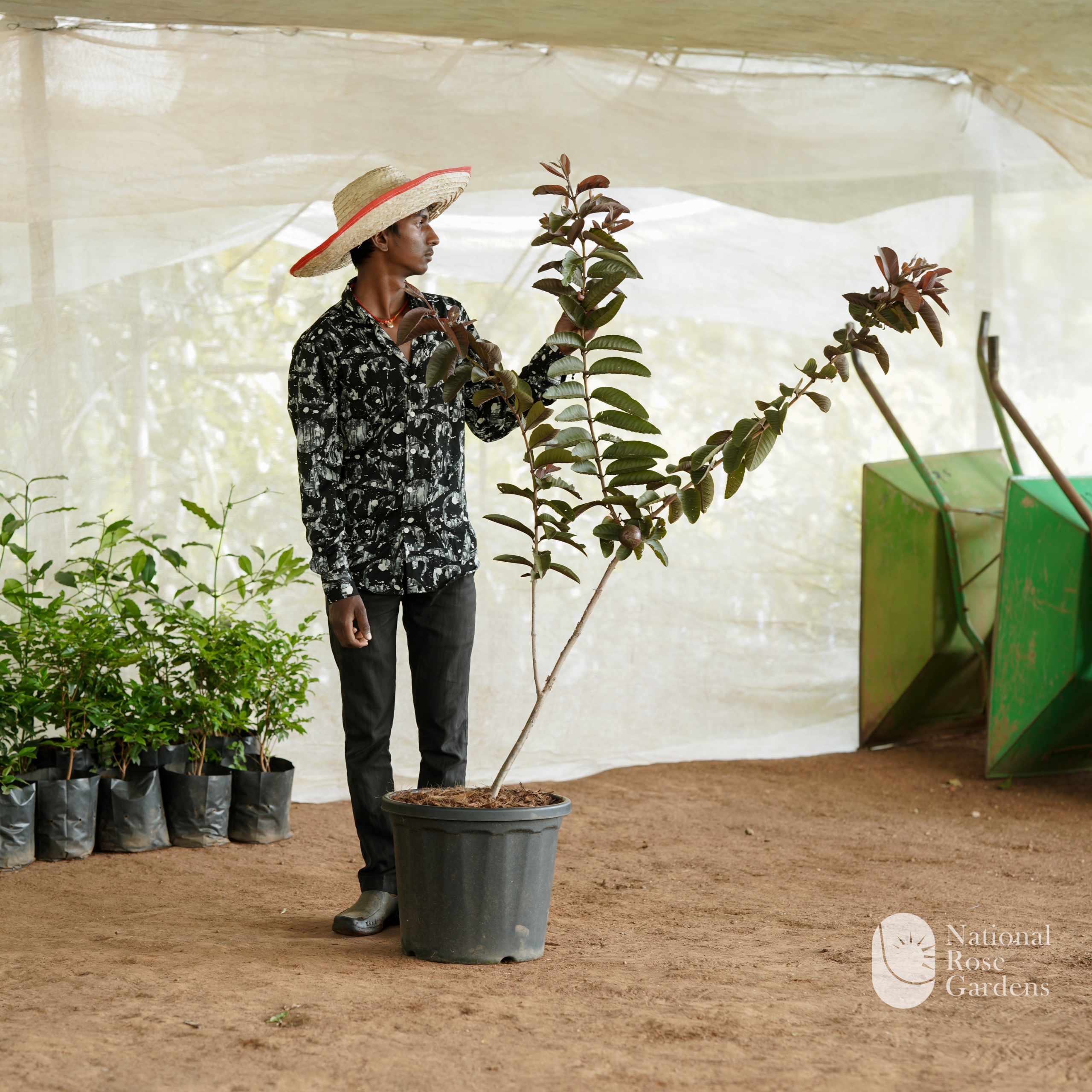 Black Diamond Guava (Black Guava)