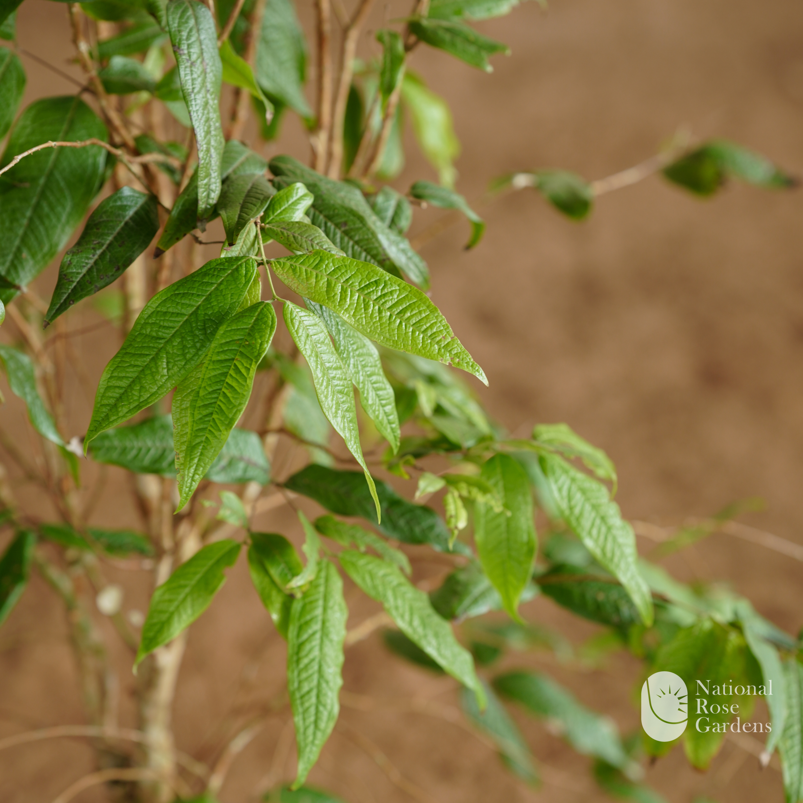 White Phitrantha Jaboticaba (Phitrantha Branca)