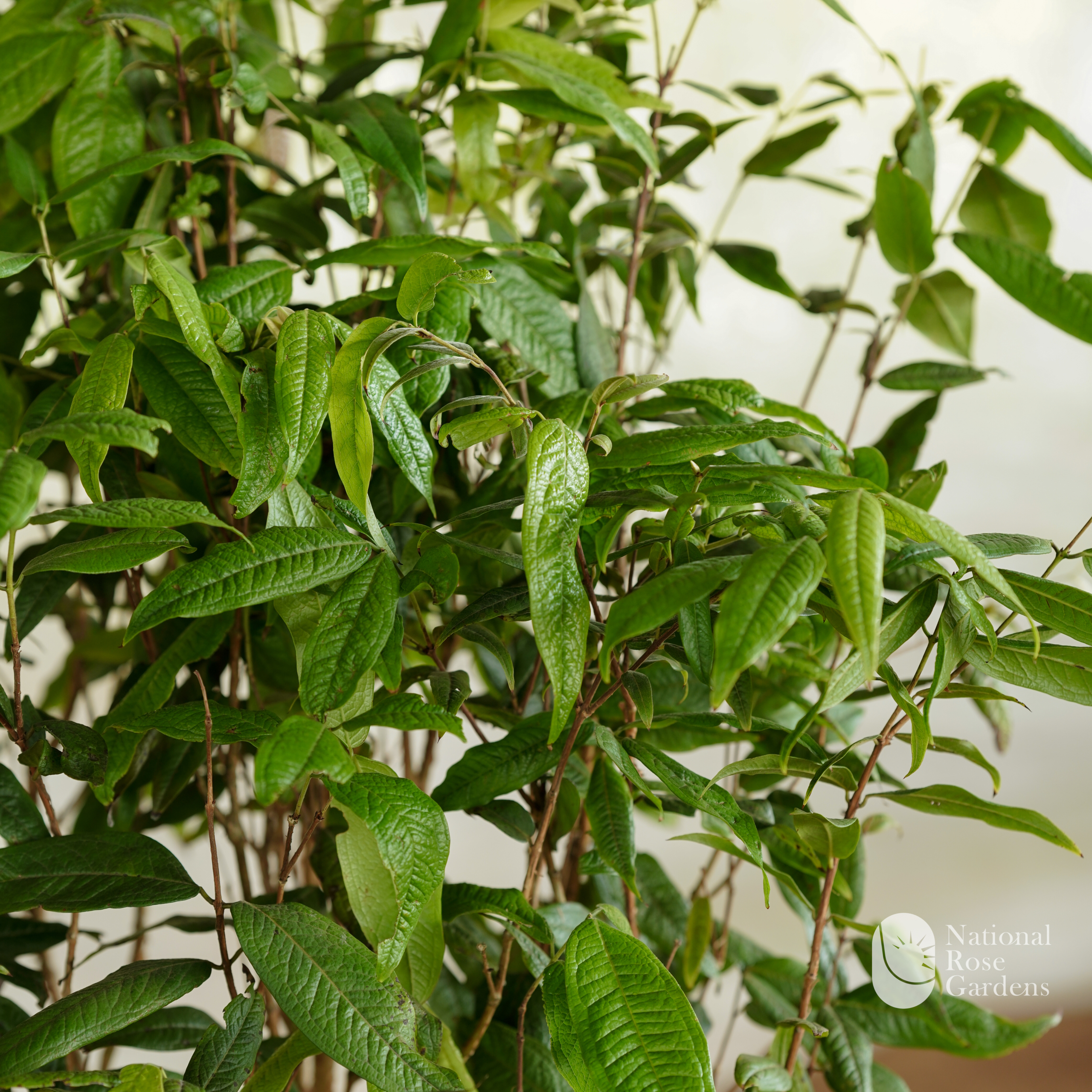 White Phitrantha Jaboticaba (Phitrantha Branca)