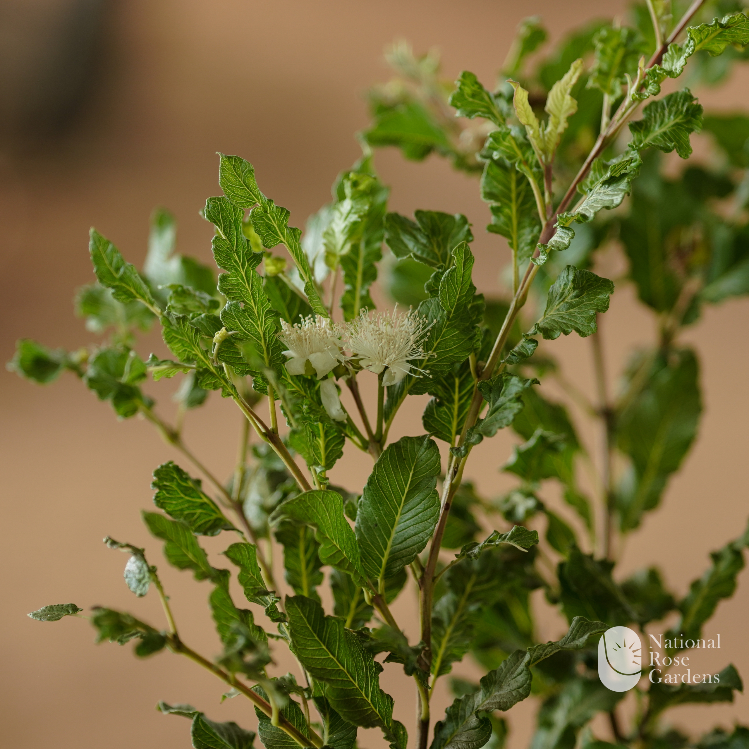 Spring Guava