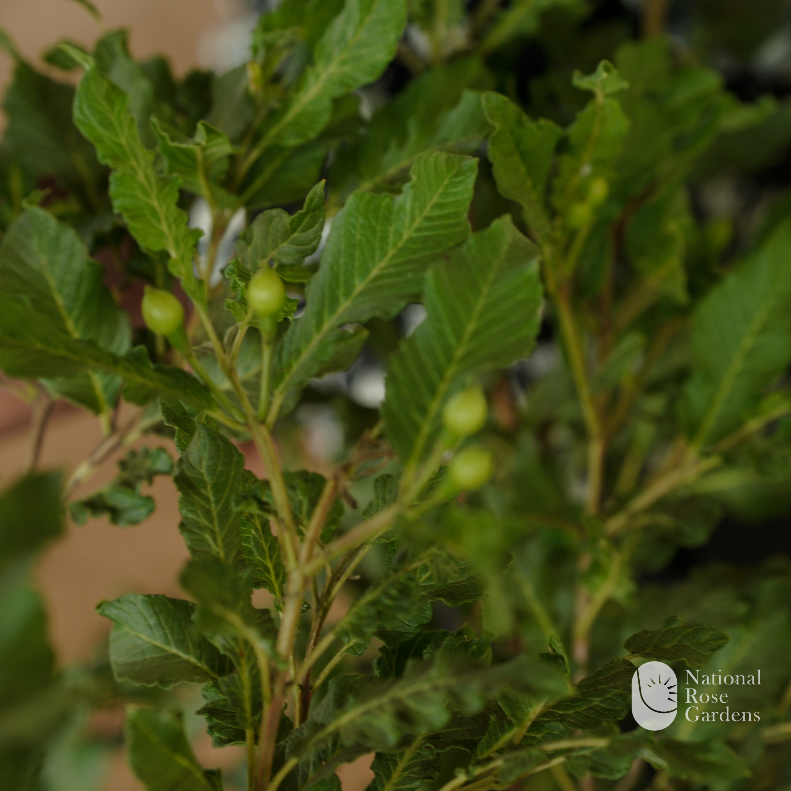 Spring Guava
