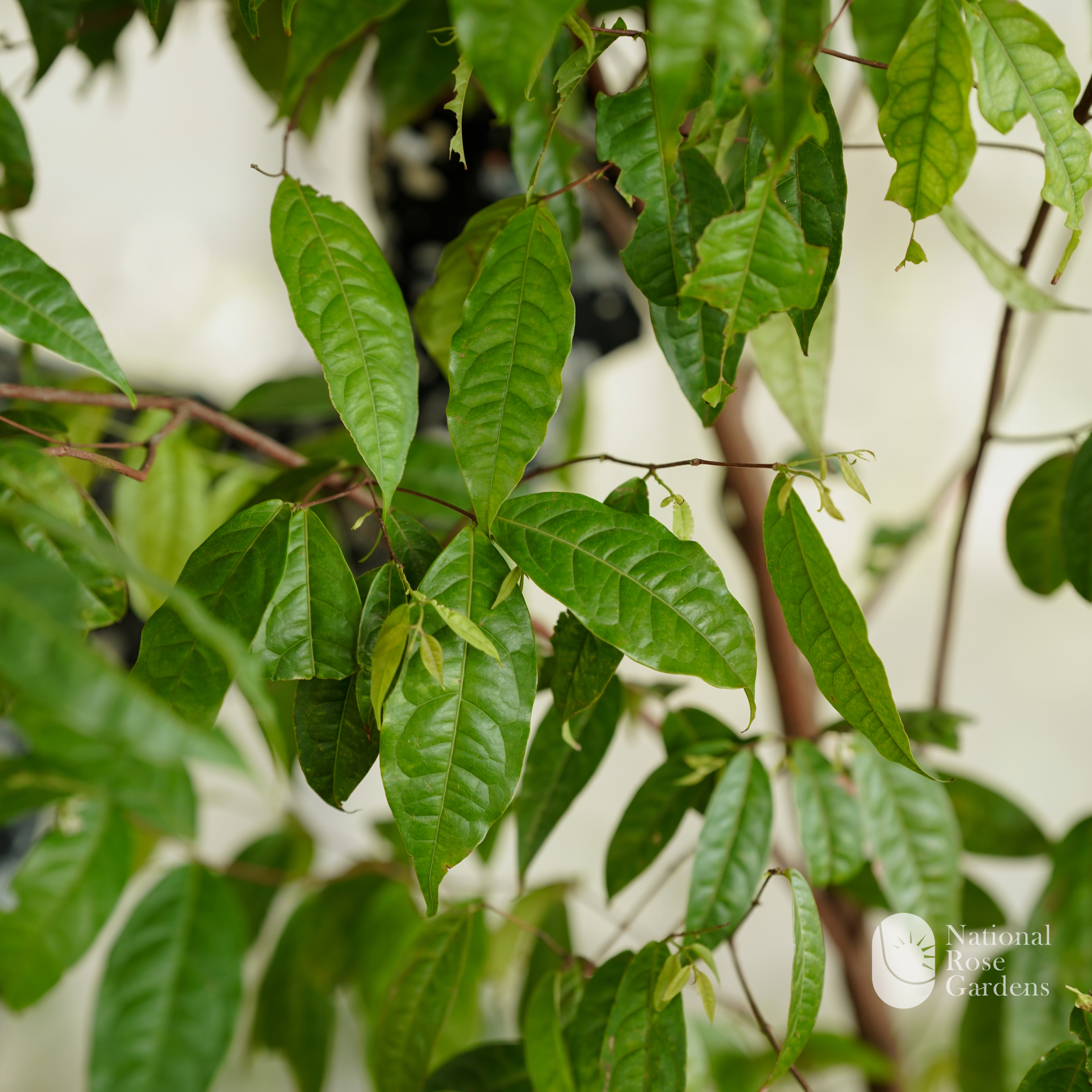 Sundrop Fruit (Eugenia victoriana)