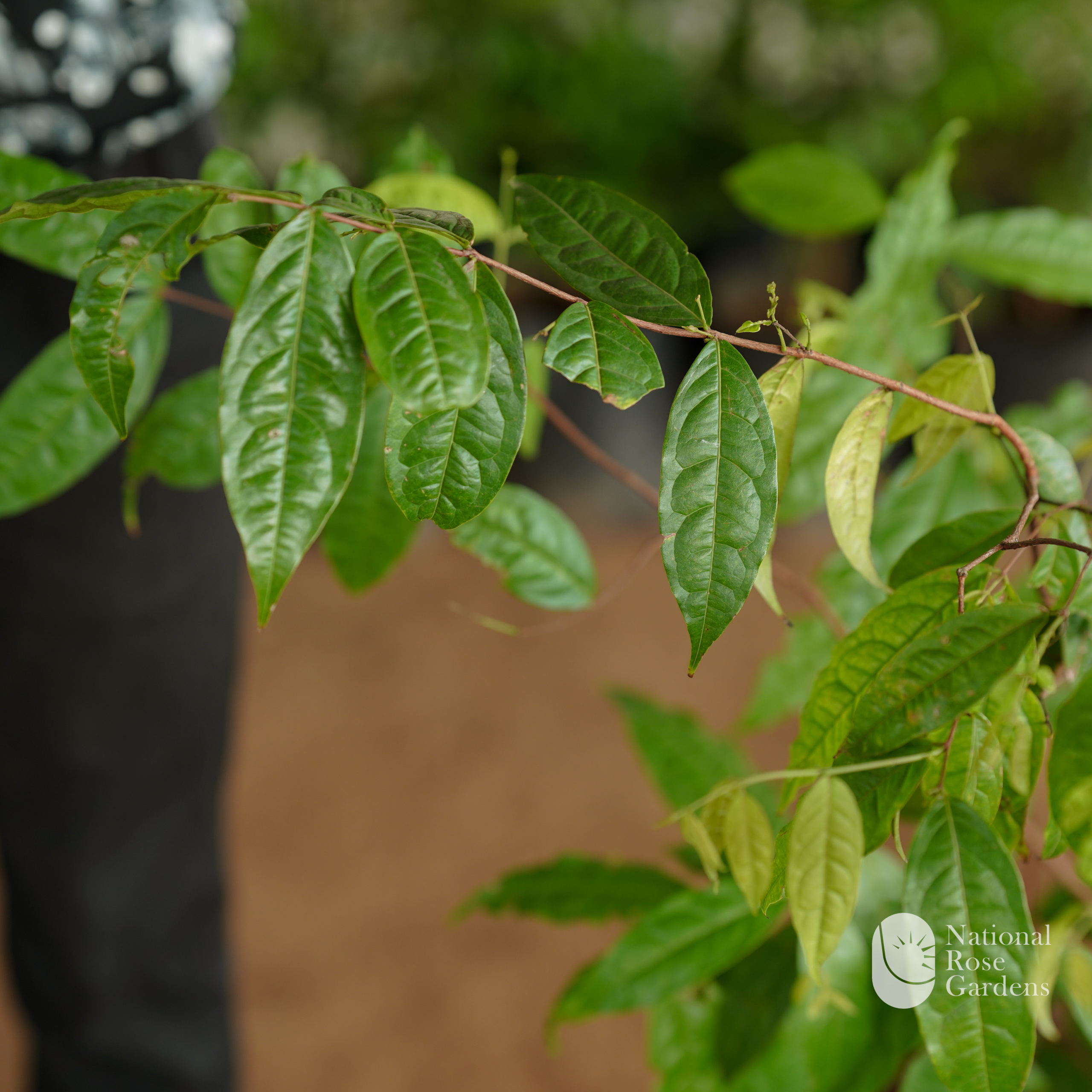 Sundrop Fruit (Eugenia victoriana)