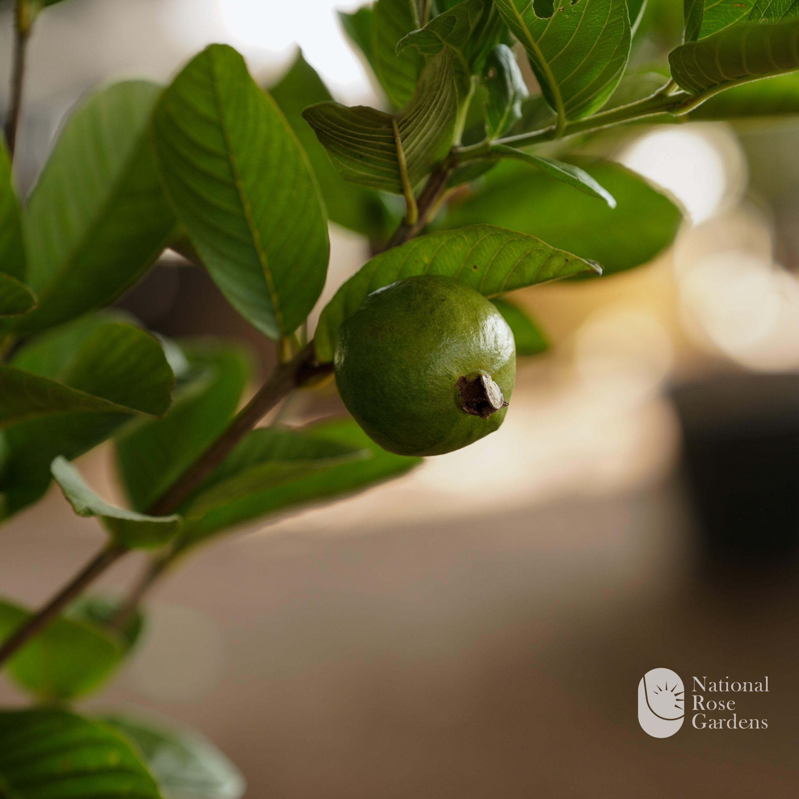 Thai Pink Guava
